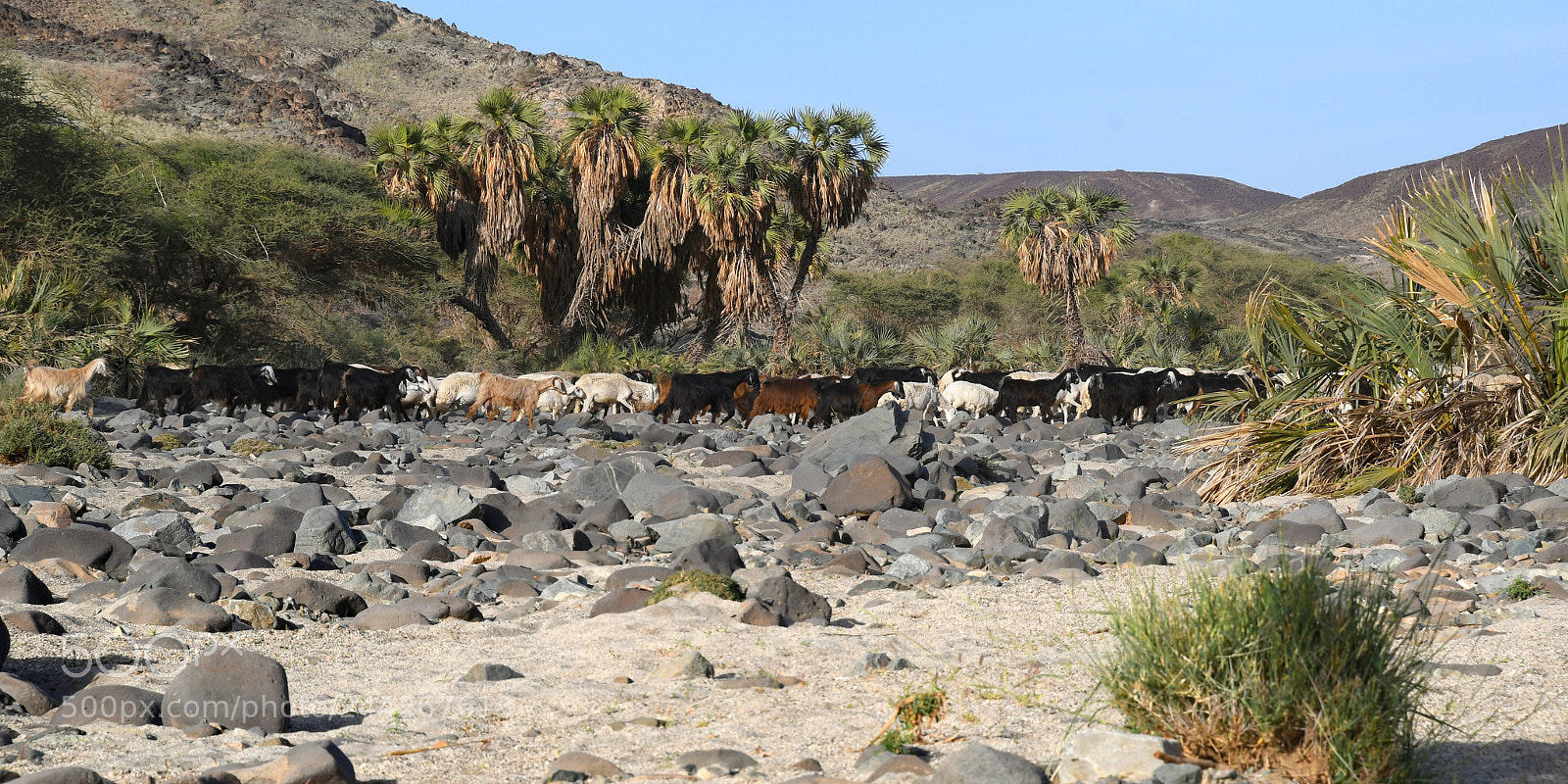 Nikon D500 sample photo. Wadi rabigh photography
