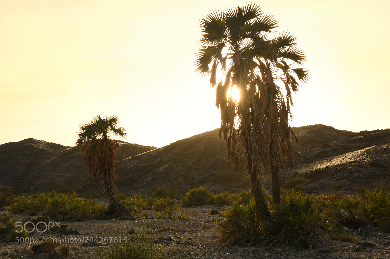 Nikon D500 sample photo. Wadi rabigh photography