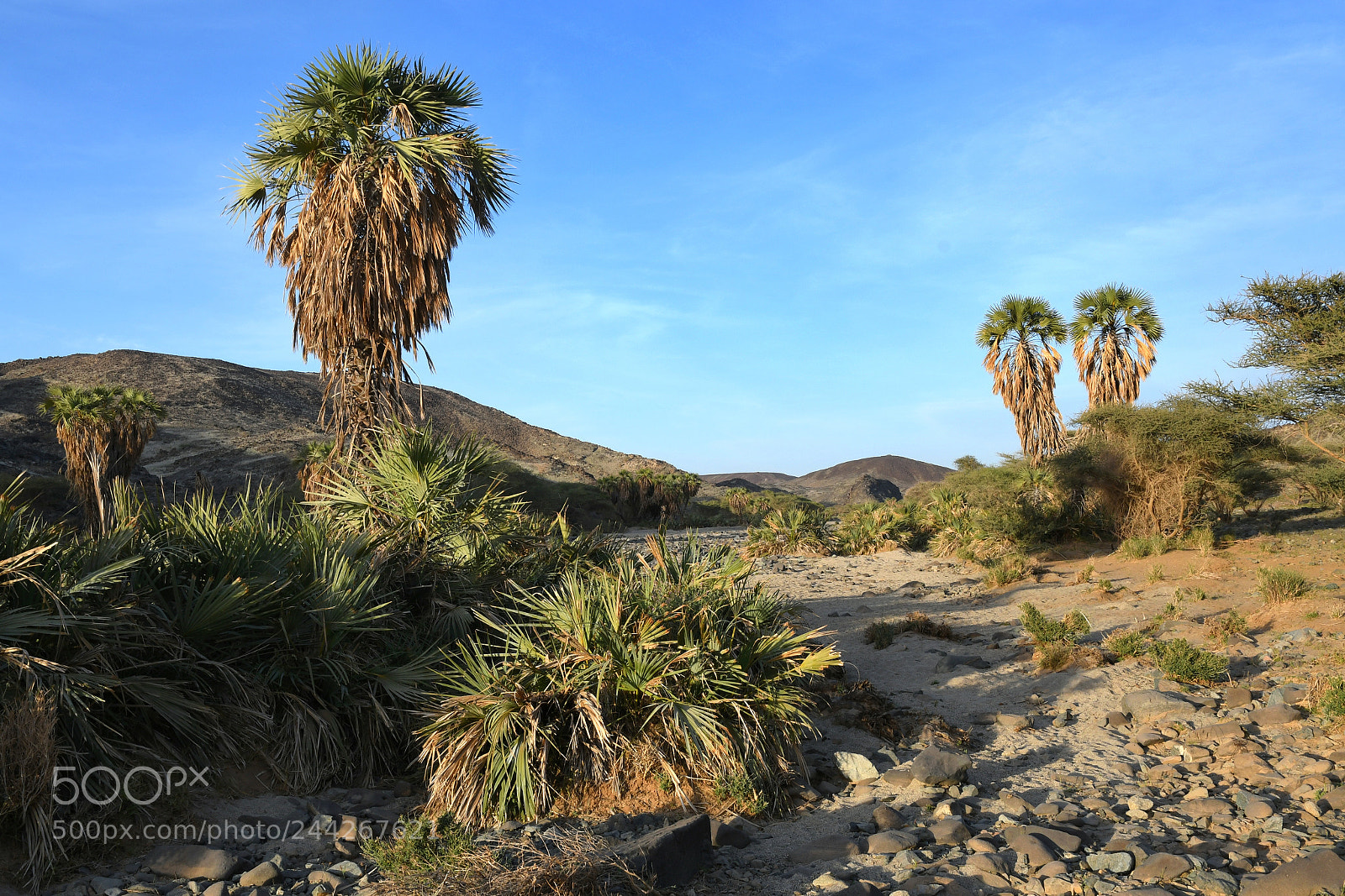Nikon D500 sample photo. Wadi rabigh photography
