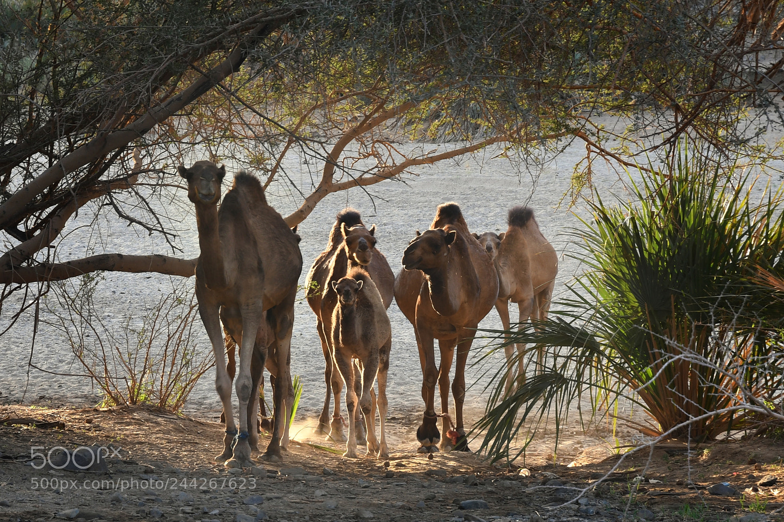 Nikon D500 sample photo. Wadi rabigh photography