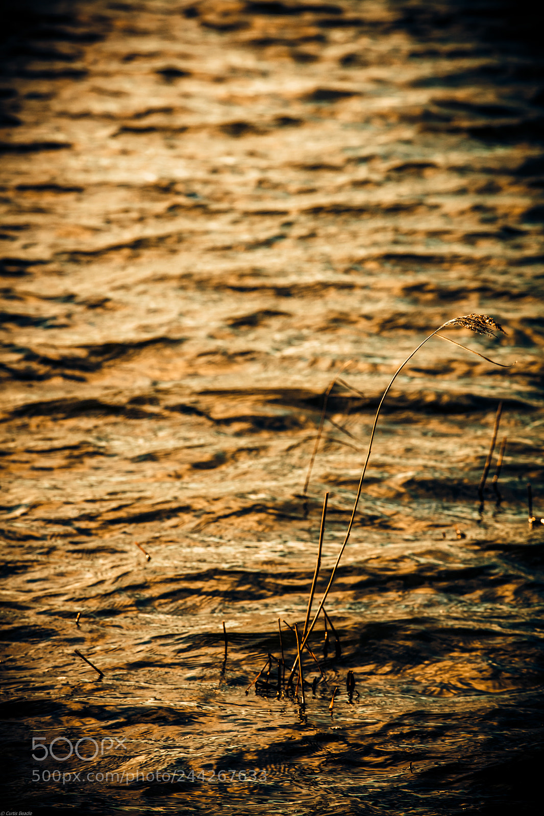 Canon EOS 5DS R sample photo. Minsmere photography