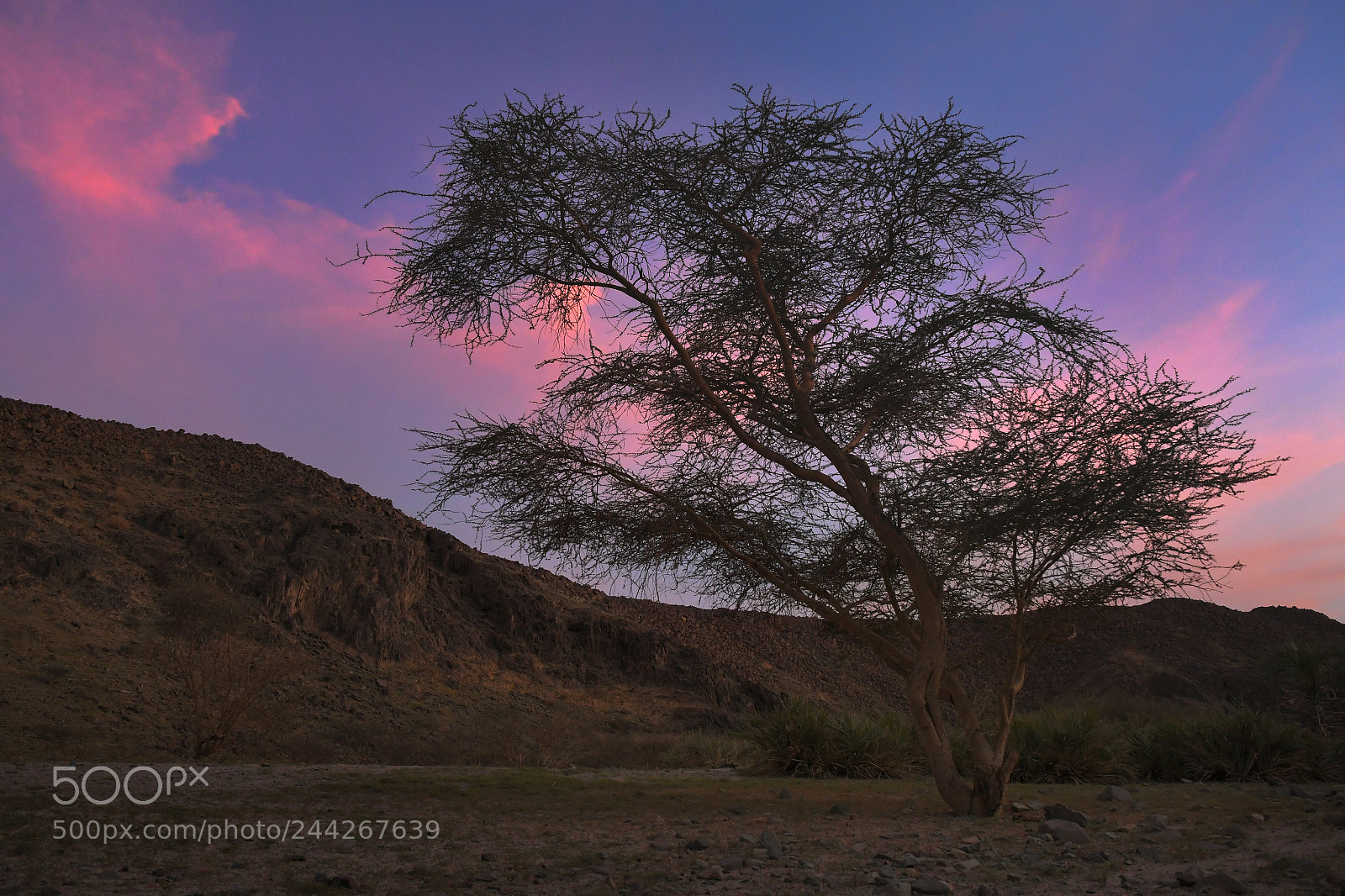Nikon D500 sample photo. Wadi rabigh photography