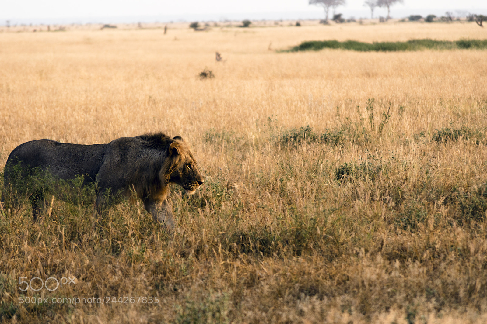 Nikon D5500 sample photo. Simba photography