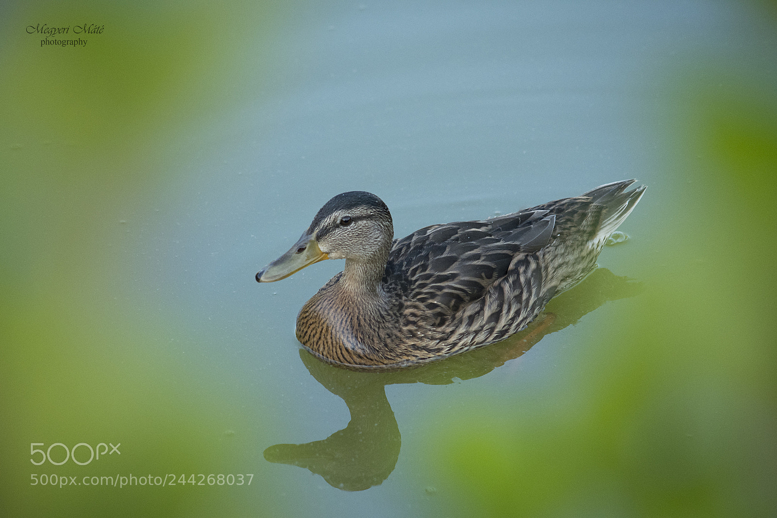 Nikon D500 sample photo. Mallard photography