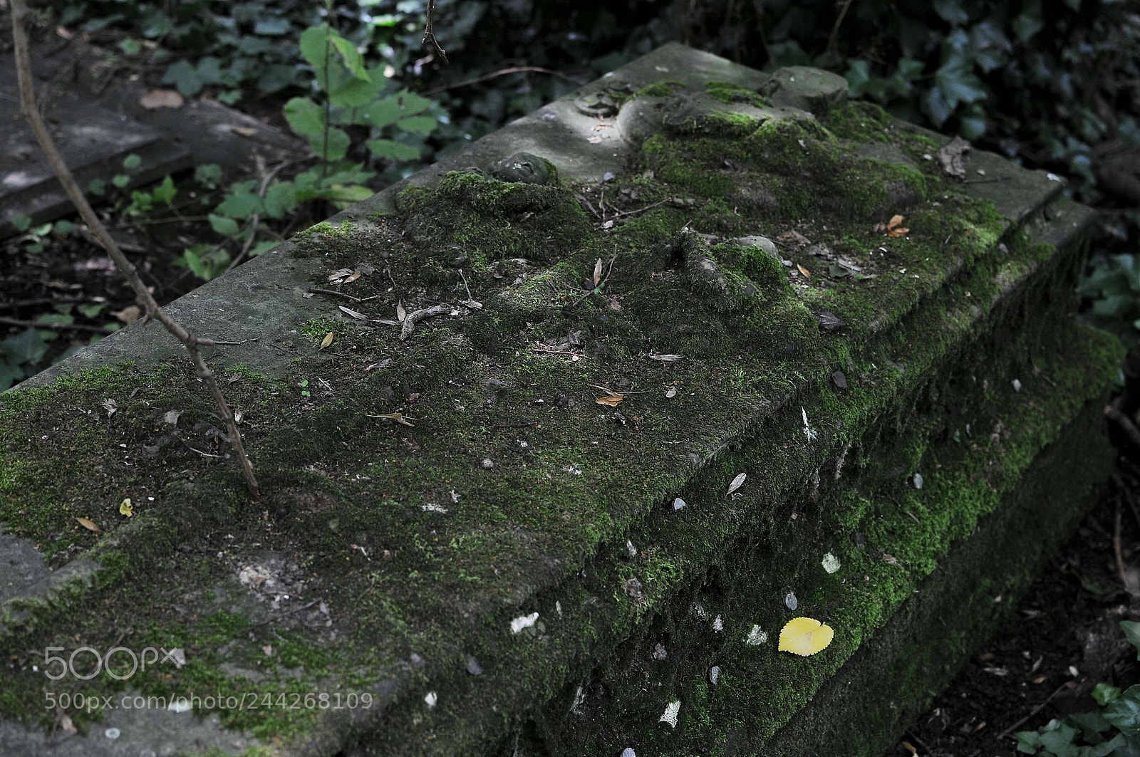 Nikon D300S sample photo. Nunhead cemetery, london photography