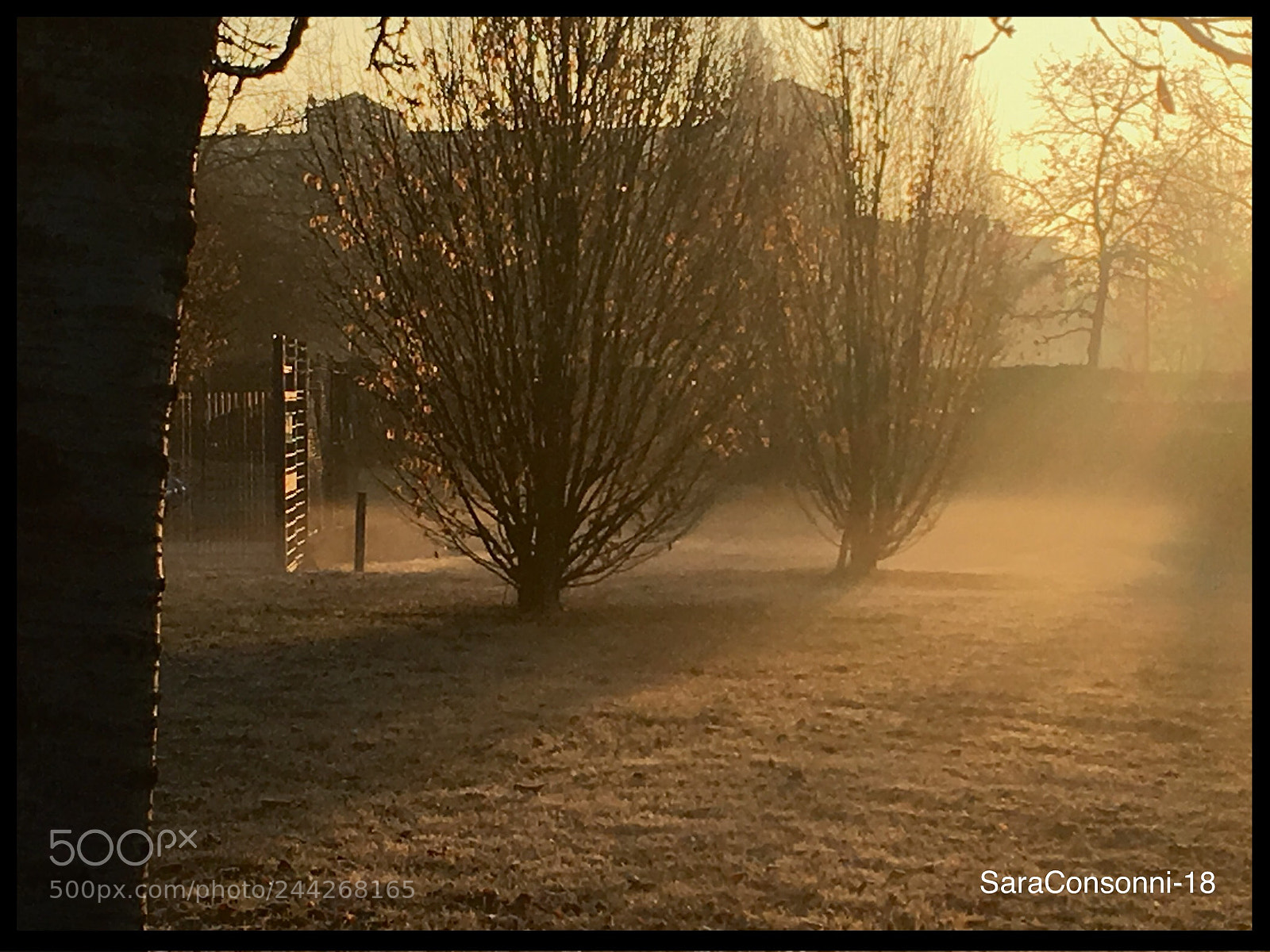 Apple iPhone 6s sample photo. Nebbia al mattino photography