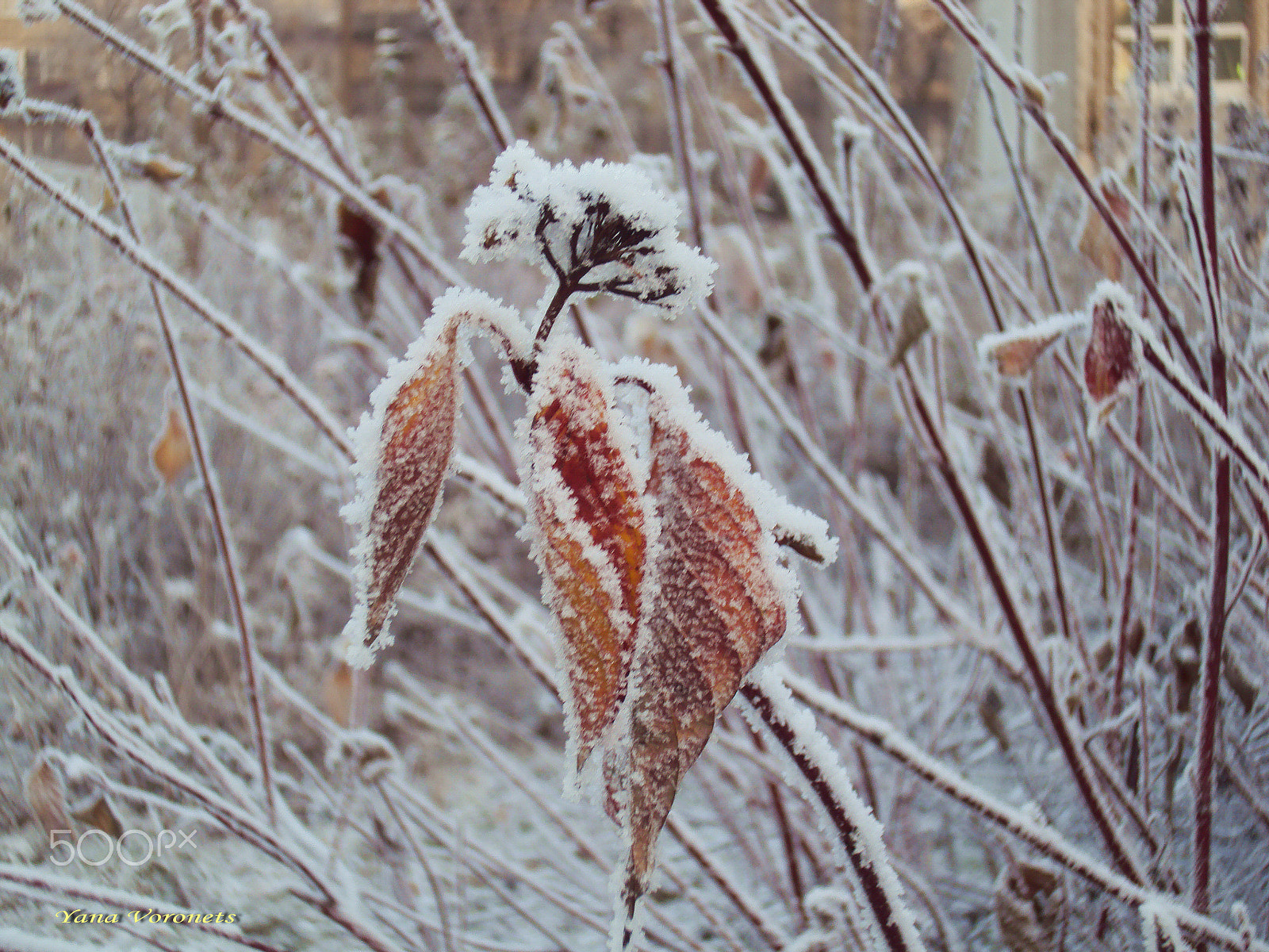 Sony DSC-W190 sample photo. The first snow photography