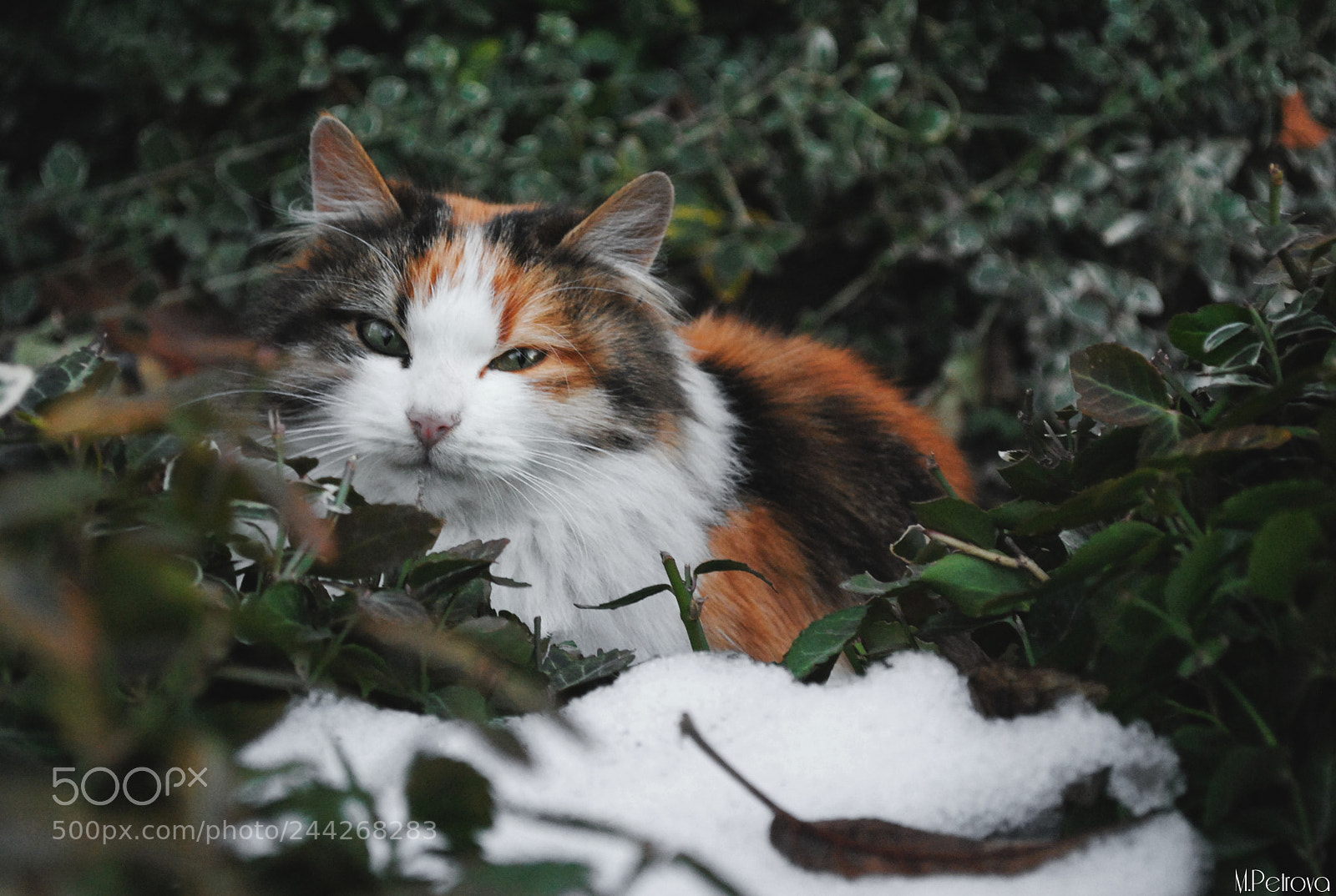 Nikon D3000 sample photo. Just a cat photography