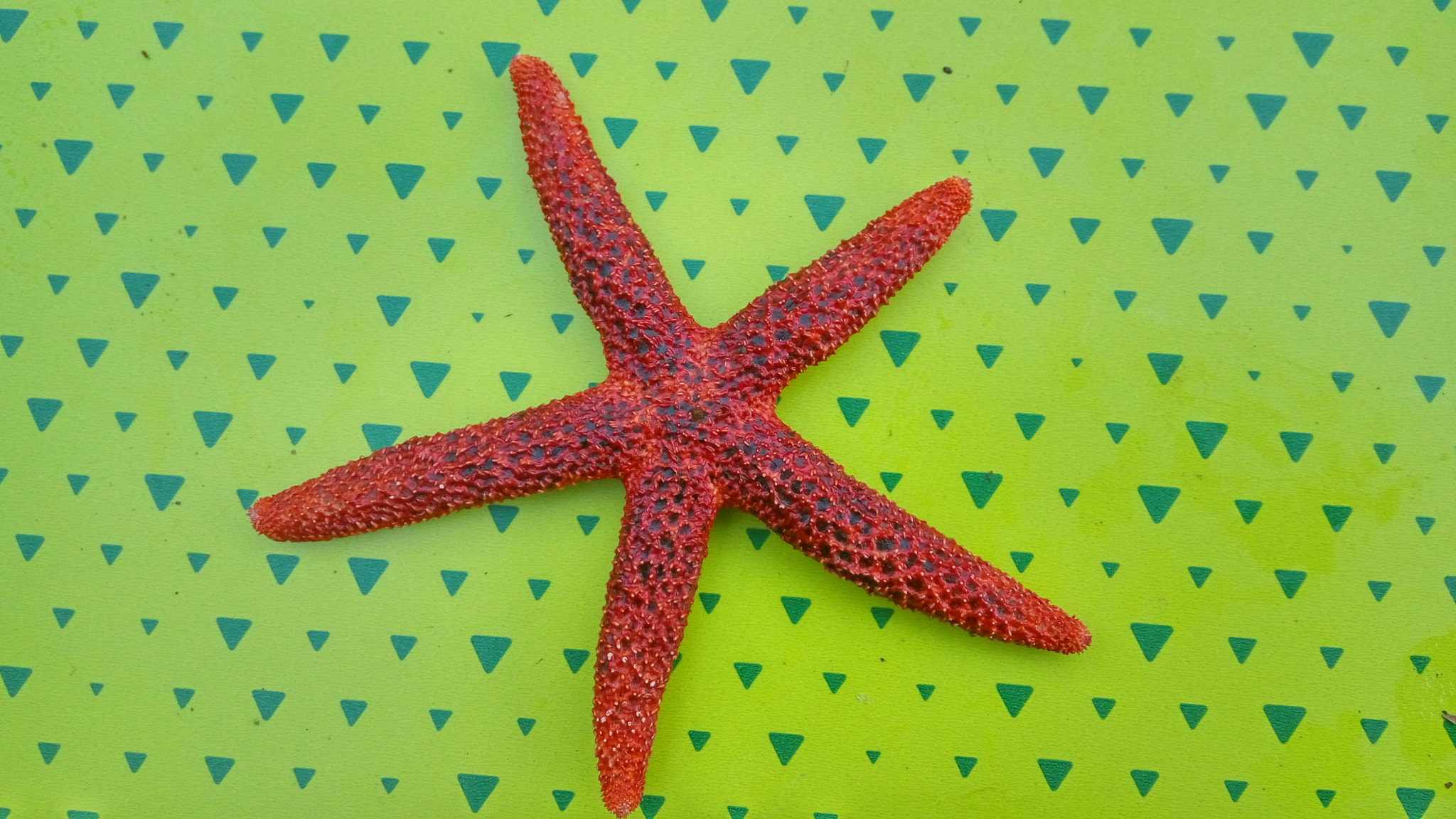 Xiaomi HM Note 2 sample photo. Star photography