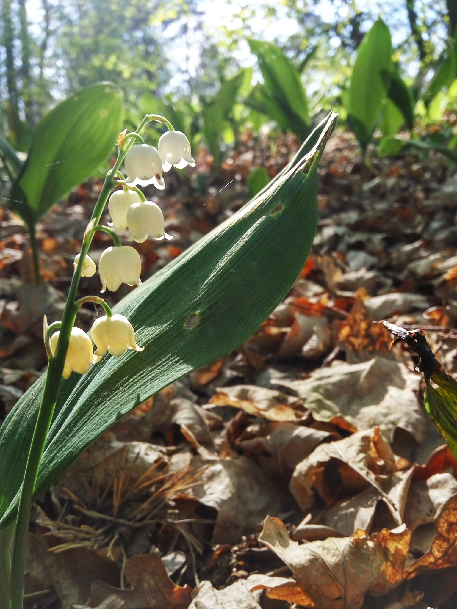 Xiaomi HM Note 2 sample photo. Secred garden photography