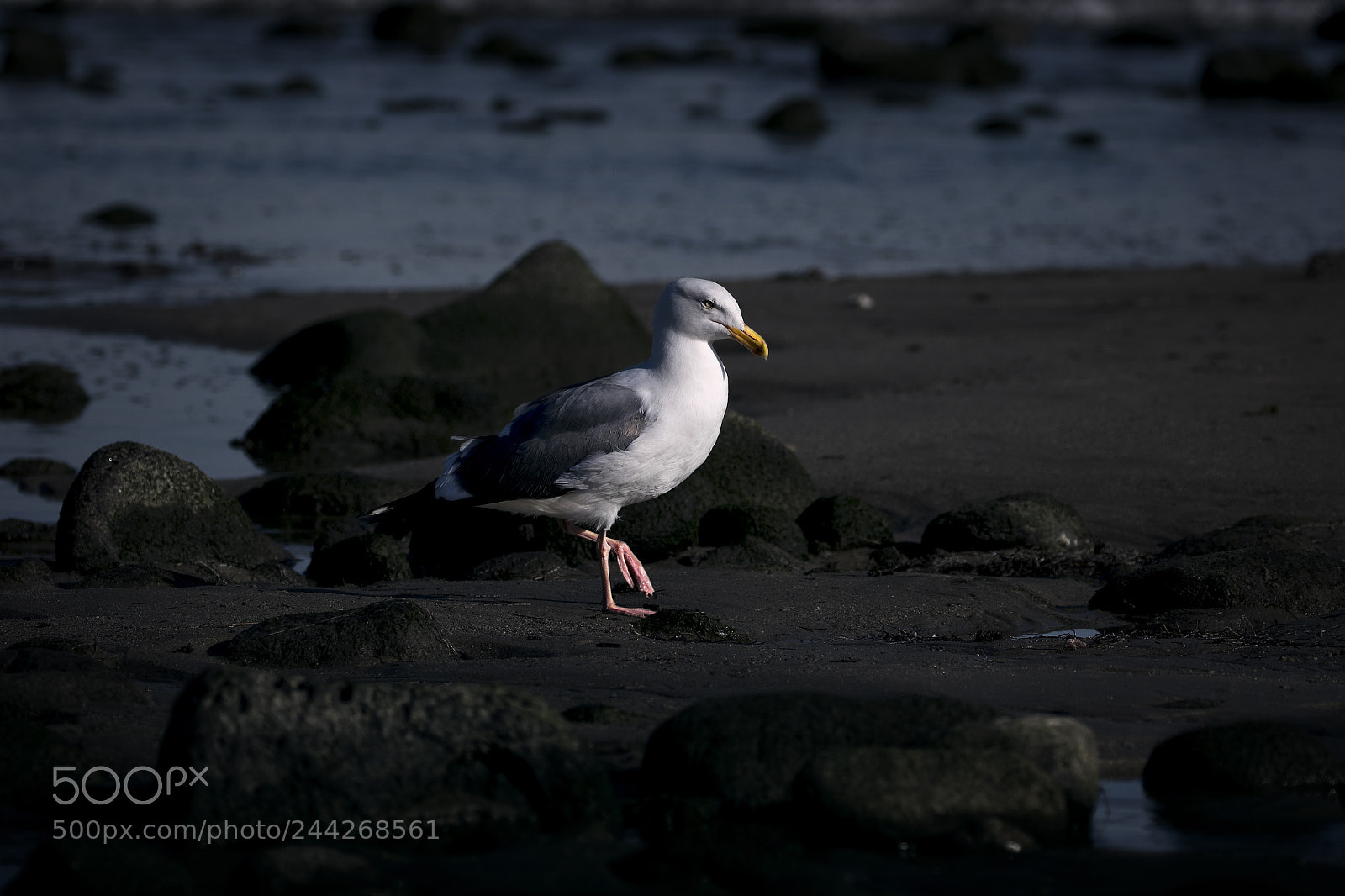 Canon EOS 750D (EOS Rebel T6i / EOS Kiss X8i) sample photo. Seagull walking photography