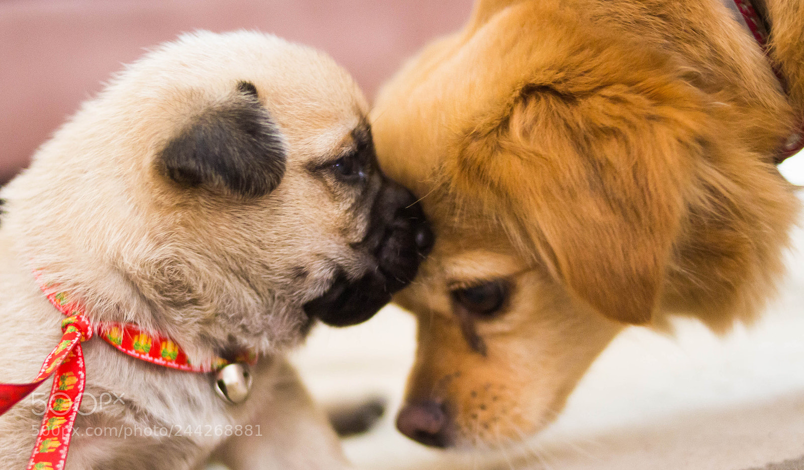 Canon EOS 700D (EOS Rebel T5i / EOS Kiss X7i) sample photo. #adorable_animals photography