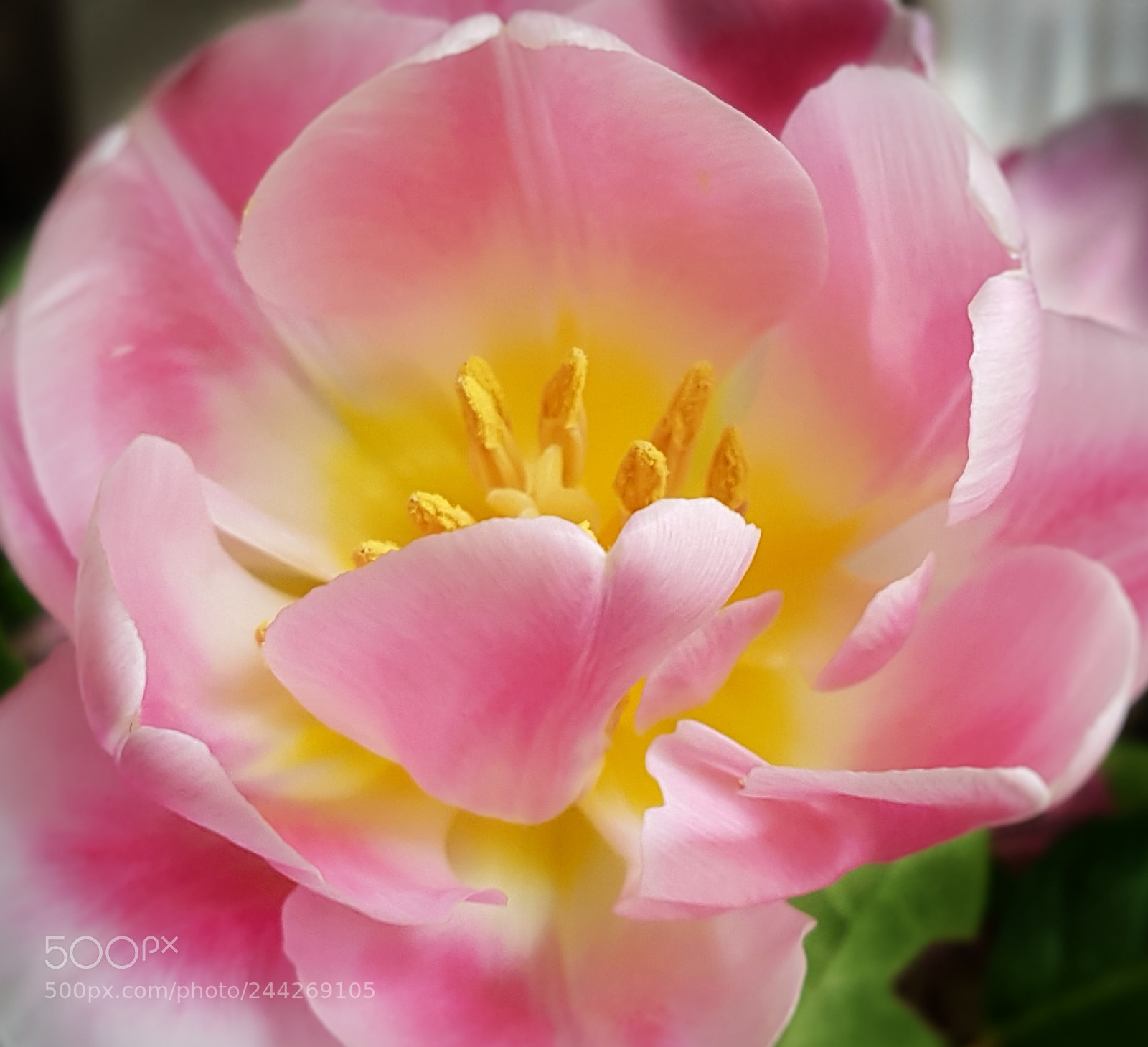 Samsung Galaxy S7 sample photo. Tulip photography