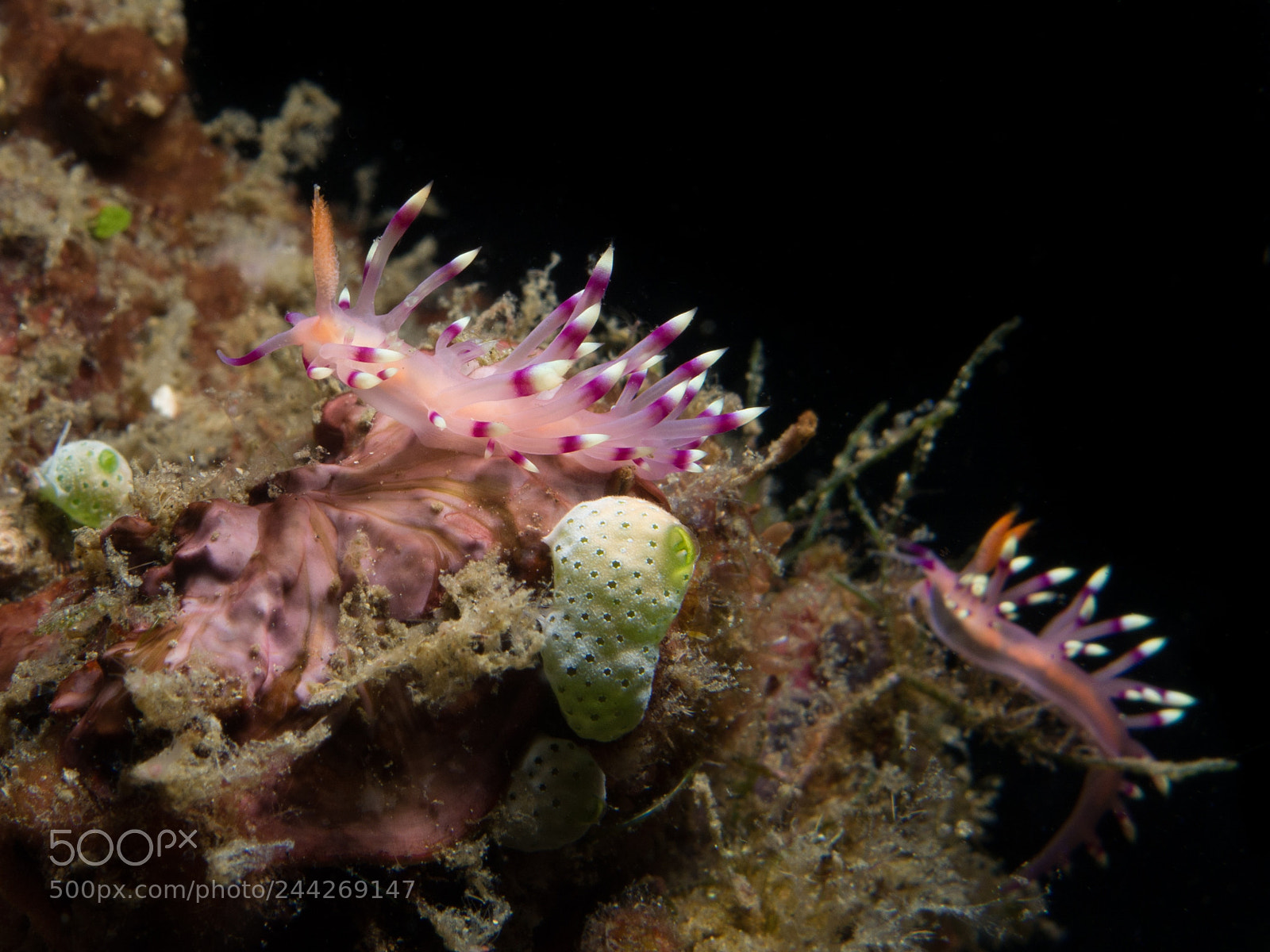 Canon PowerShot G16 sample photo. Nudibranch (lembeh) photography