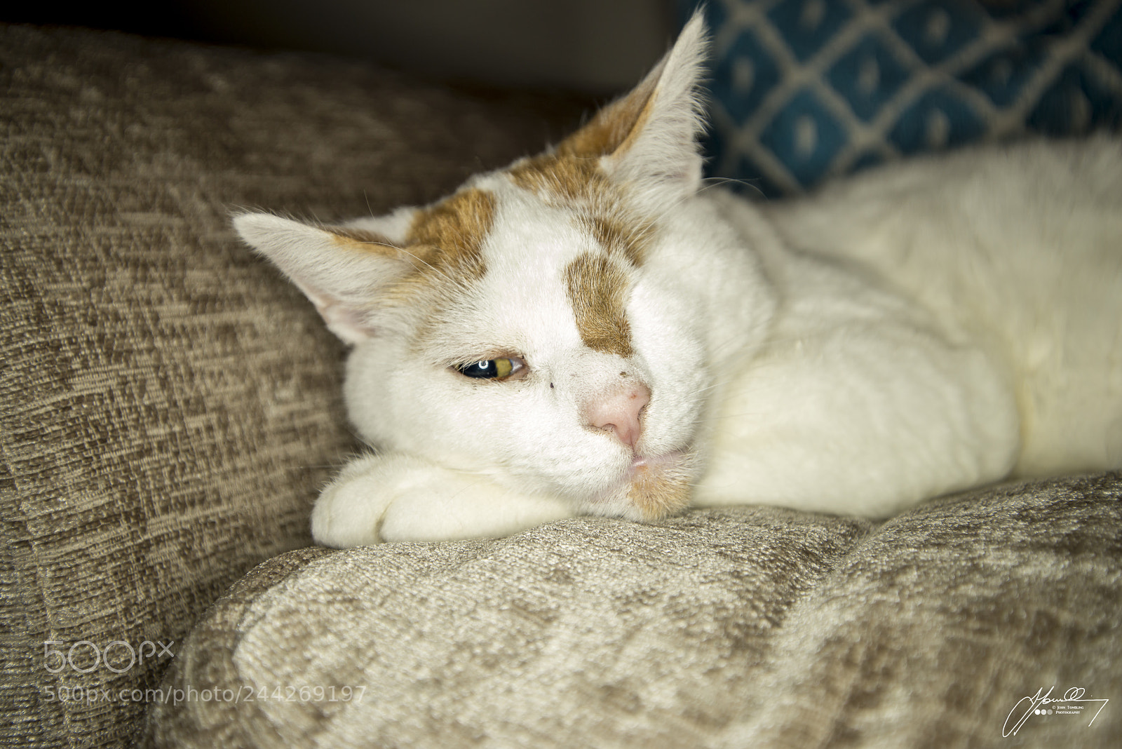 Nikon D800 sample photo. Dexter photography