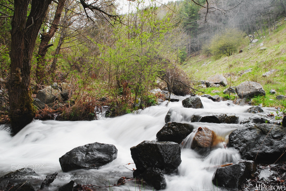Nikon D3000 sample photo. The forest photography