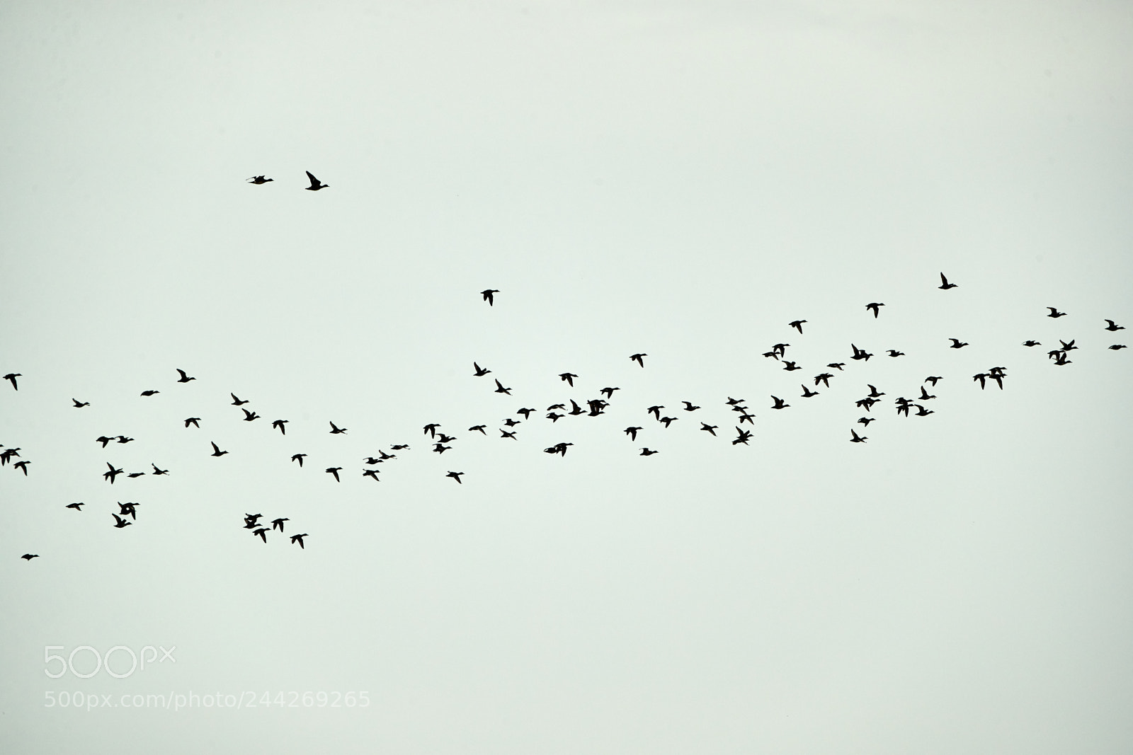 Canon EOS-1D X Mark II sample photo. 01-29-18-0001377.jpg photography