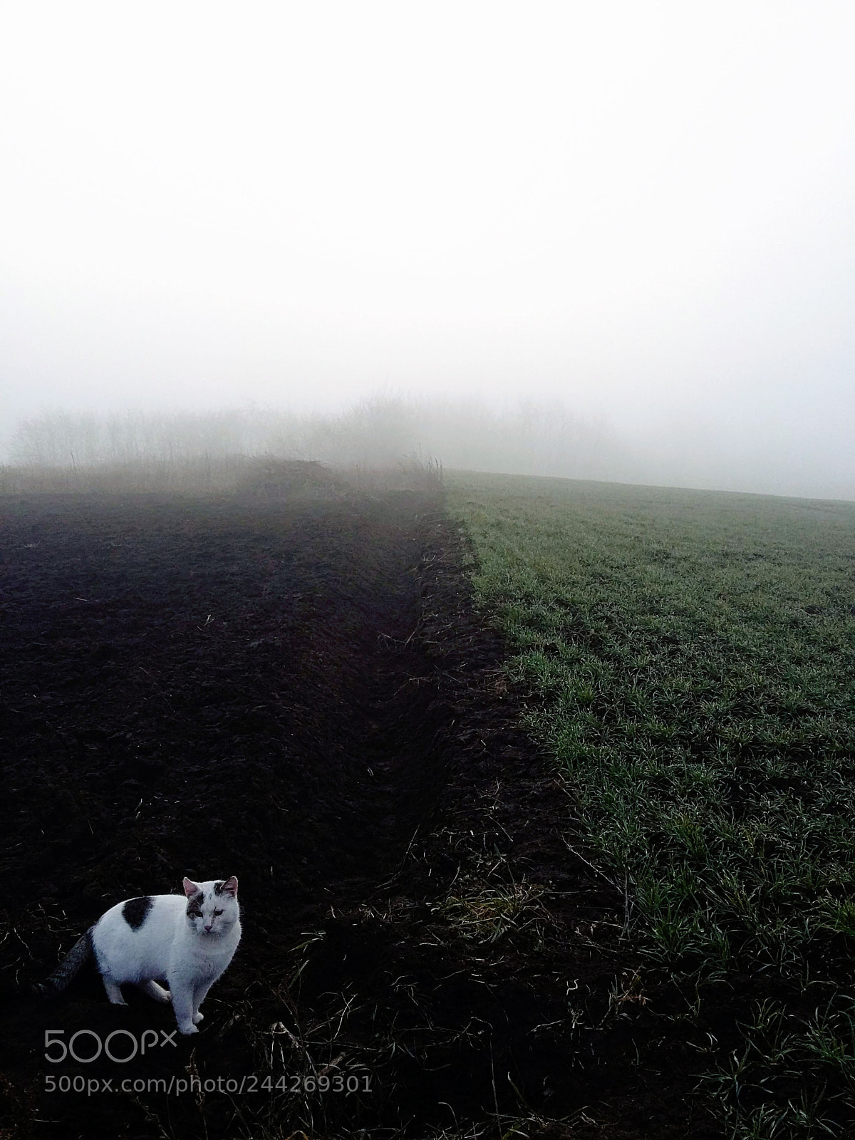 Samsung Galaxy A3 sample photo. Cat on the hill photography