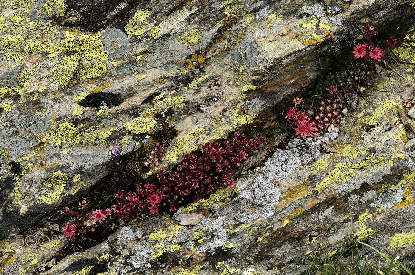 Nikon D300 sample photo. Rock garden photography