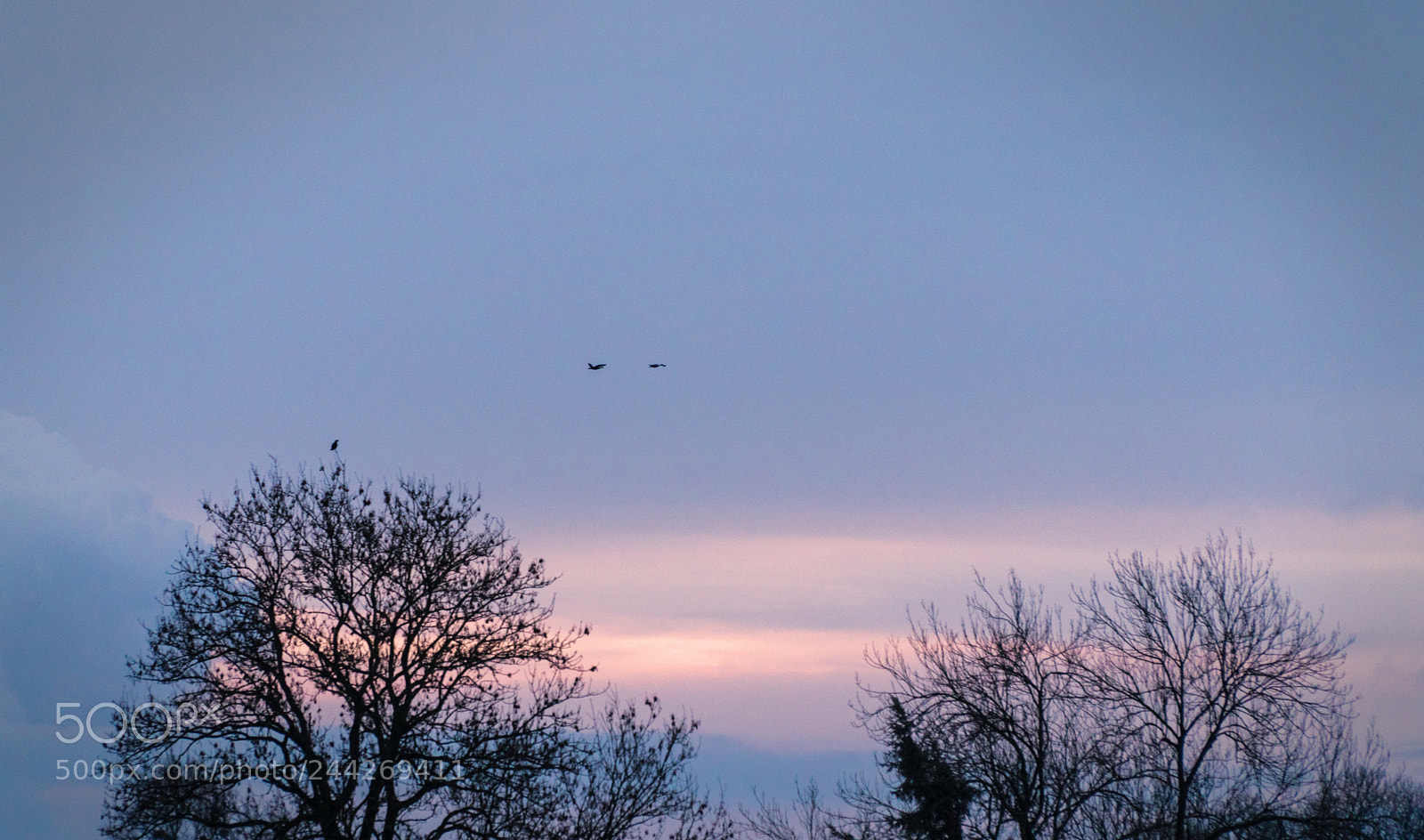 Sony a6500 sample photo. Fly high photography