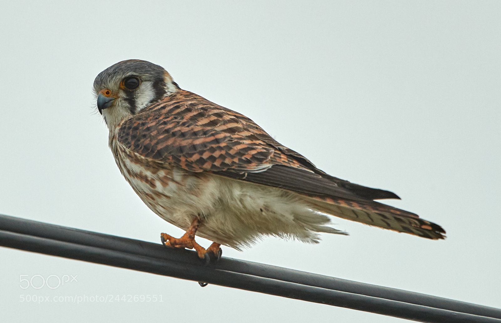 Canon EOS-1D X Mark II sample photo. 01-29-18-0001407.jpg photography
