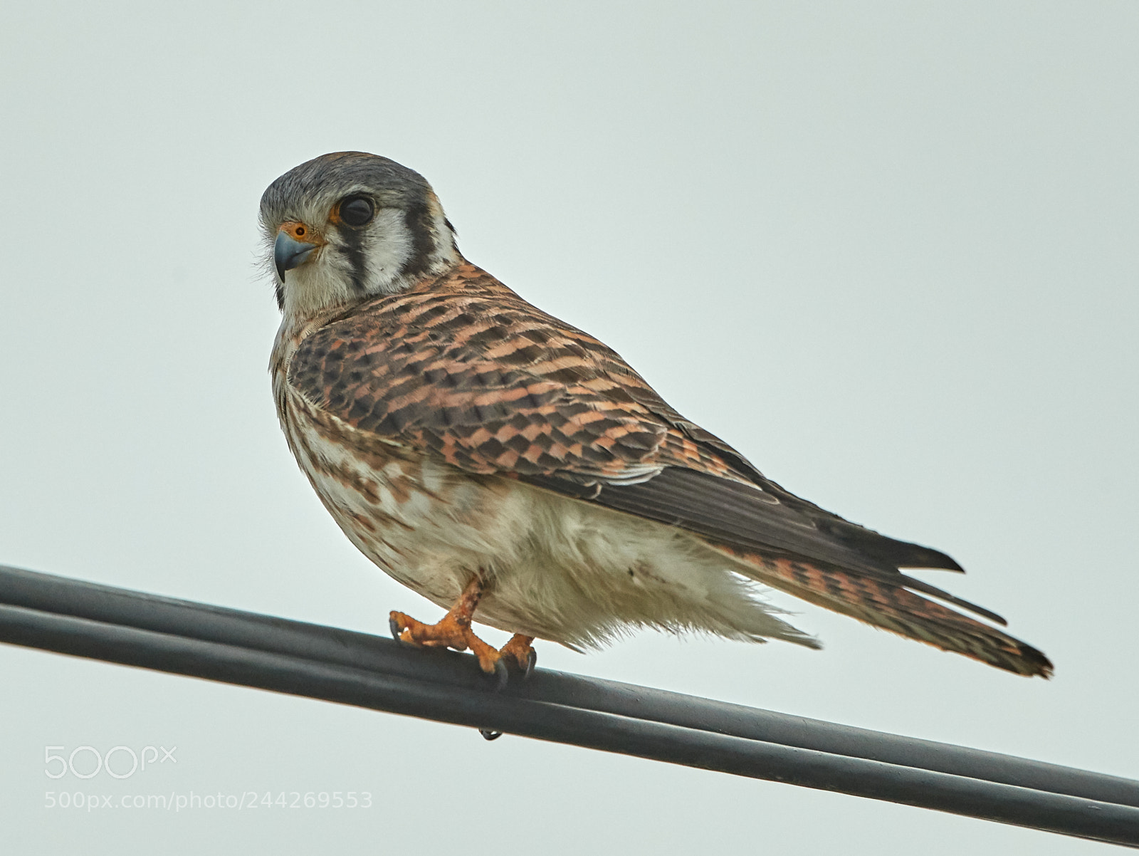Canon EOS-1D X Mark II sample photo. 01-29-18-0001408.jpg photography