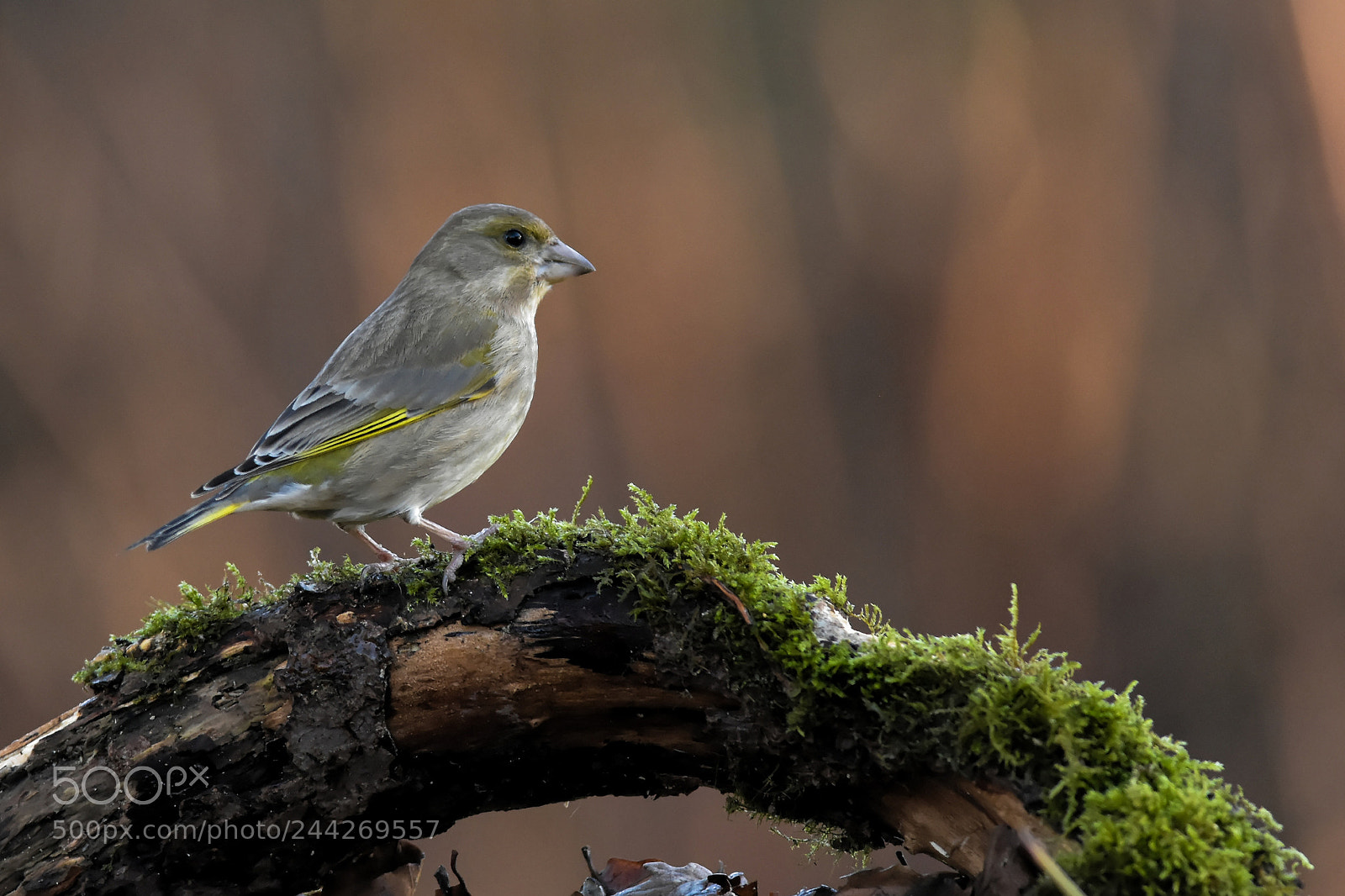Nikon D7200 sample photo. Verdier d’europe photography