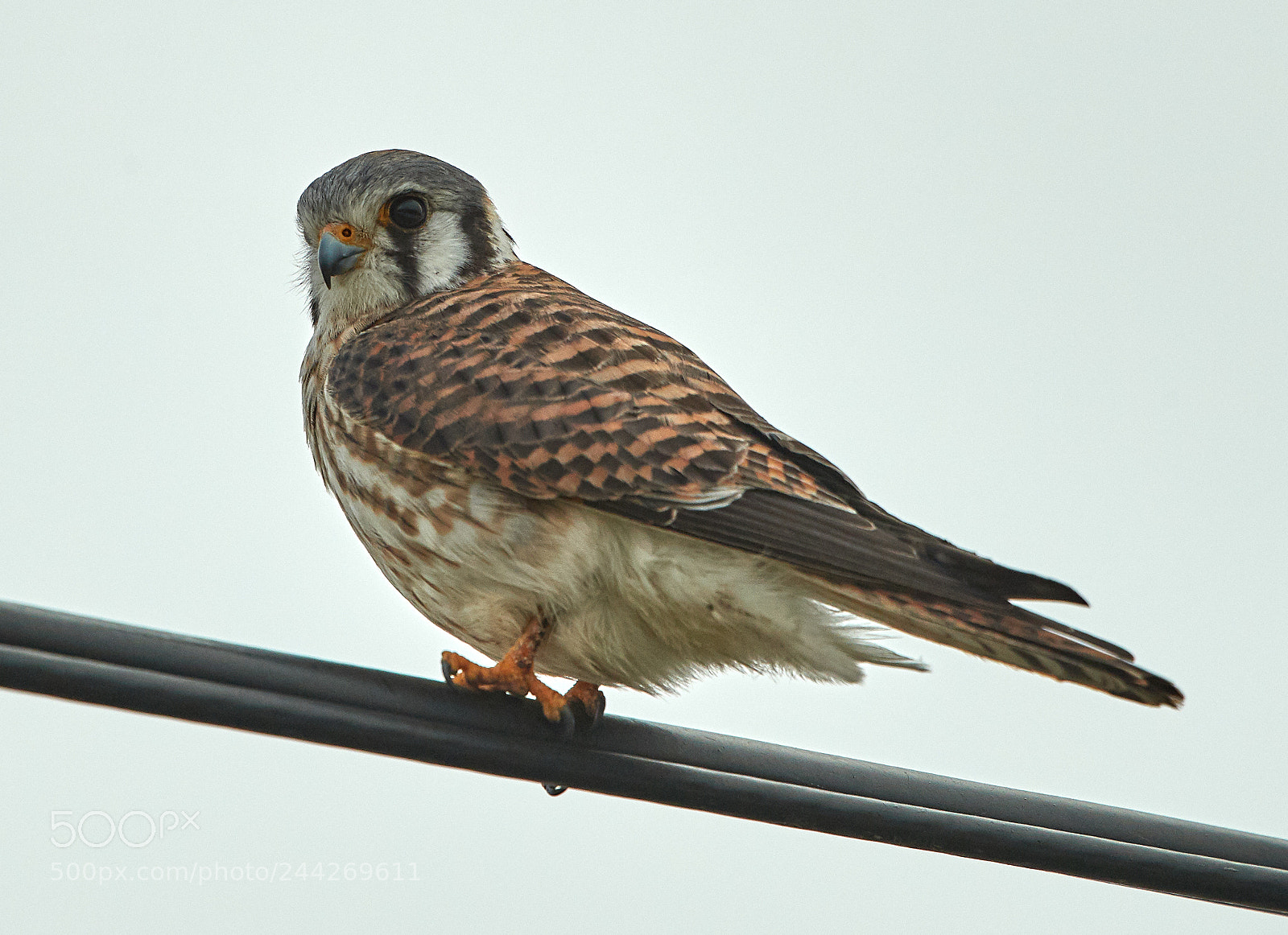 Canon EOS-1D X Mark II sample photo. 01-29-18-0001409.jpg photography