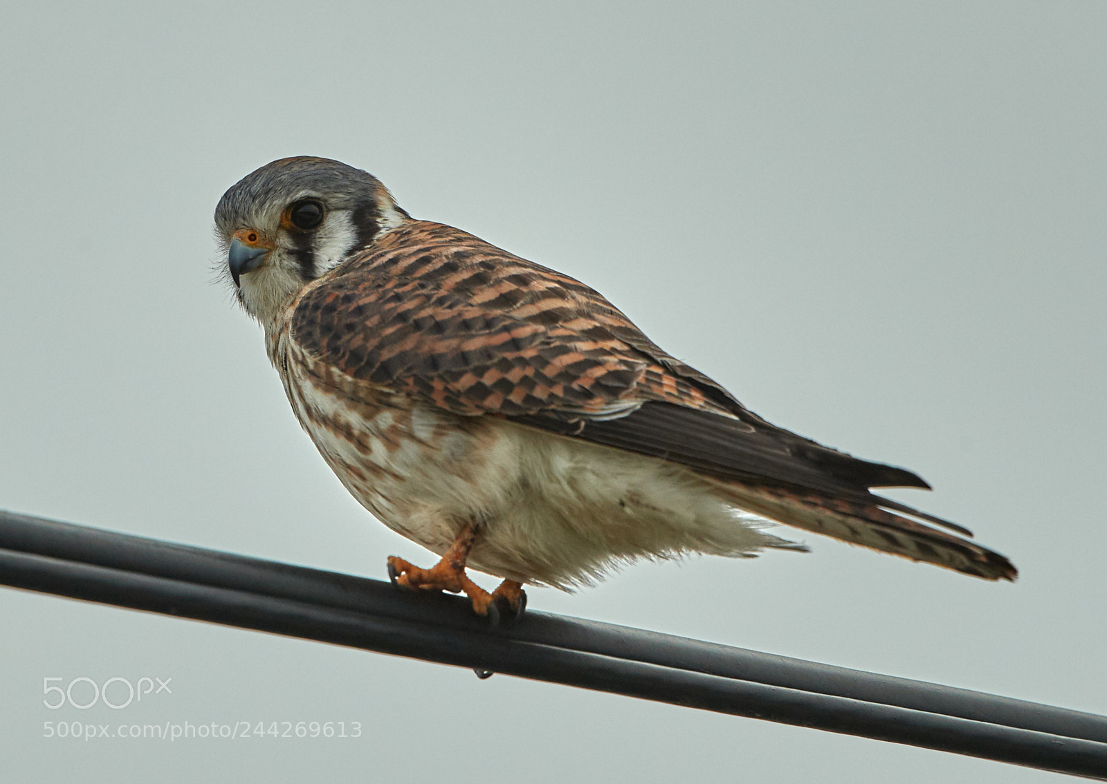 Canon EOS-1D X Mark II sample photo. 01-29-18-0001410.jpg photography