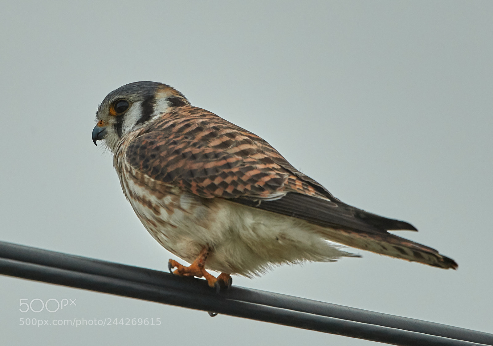 Canon EOS-1D X Mark II sample photo. 01-29-18-0001411.jpg photography