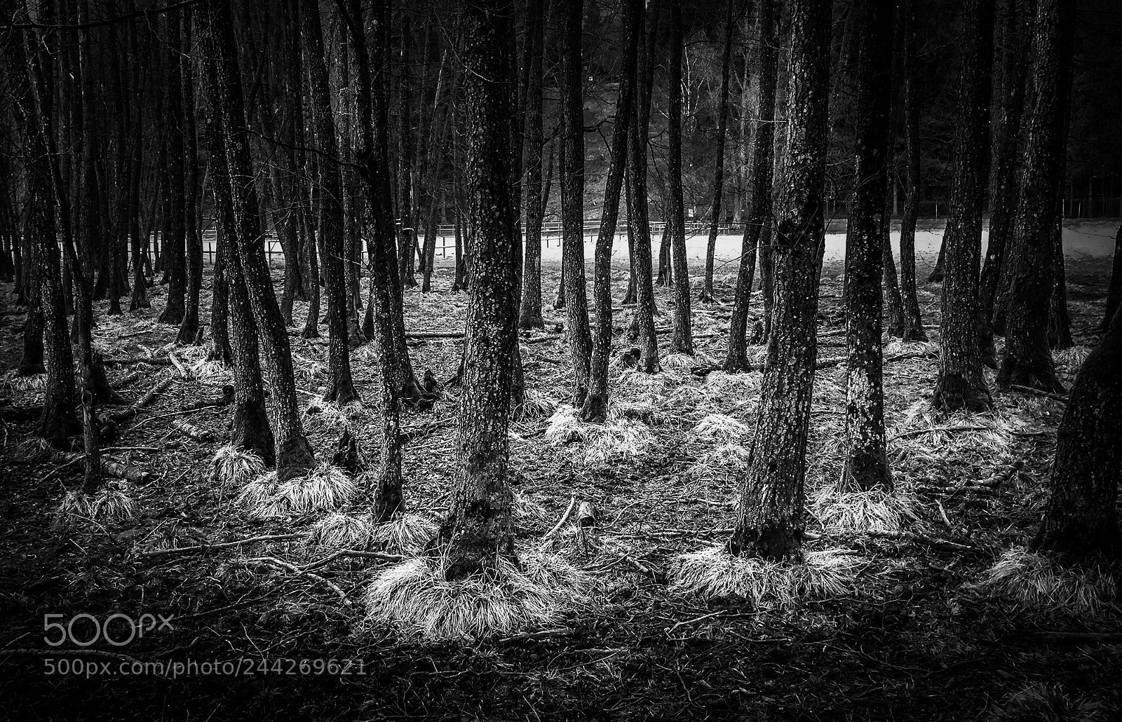 Apple iPhone 6 sample photo. Mystic forest photography