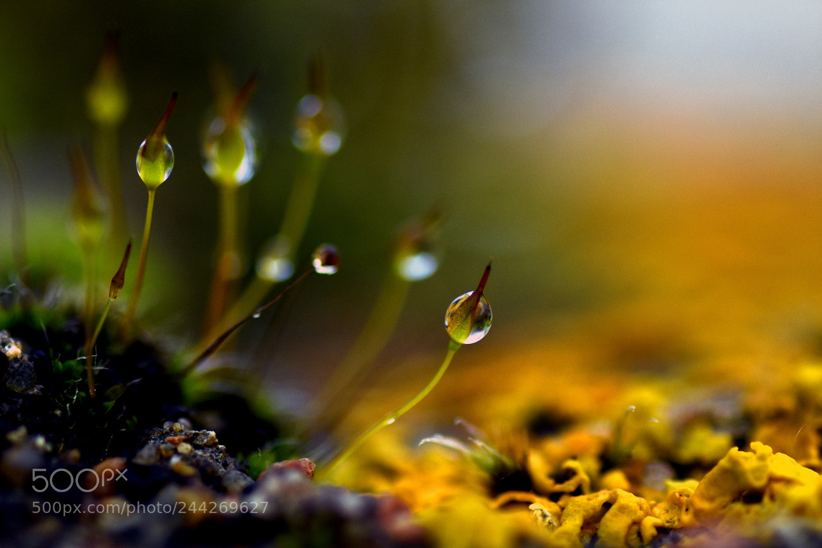Nikon D7200 sample photo. Sur les murets... photography