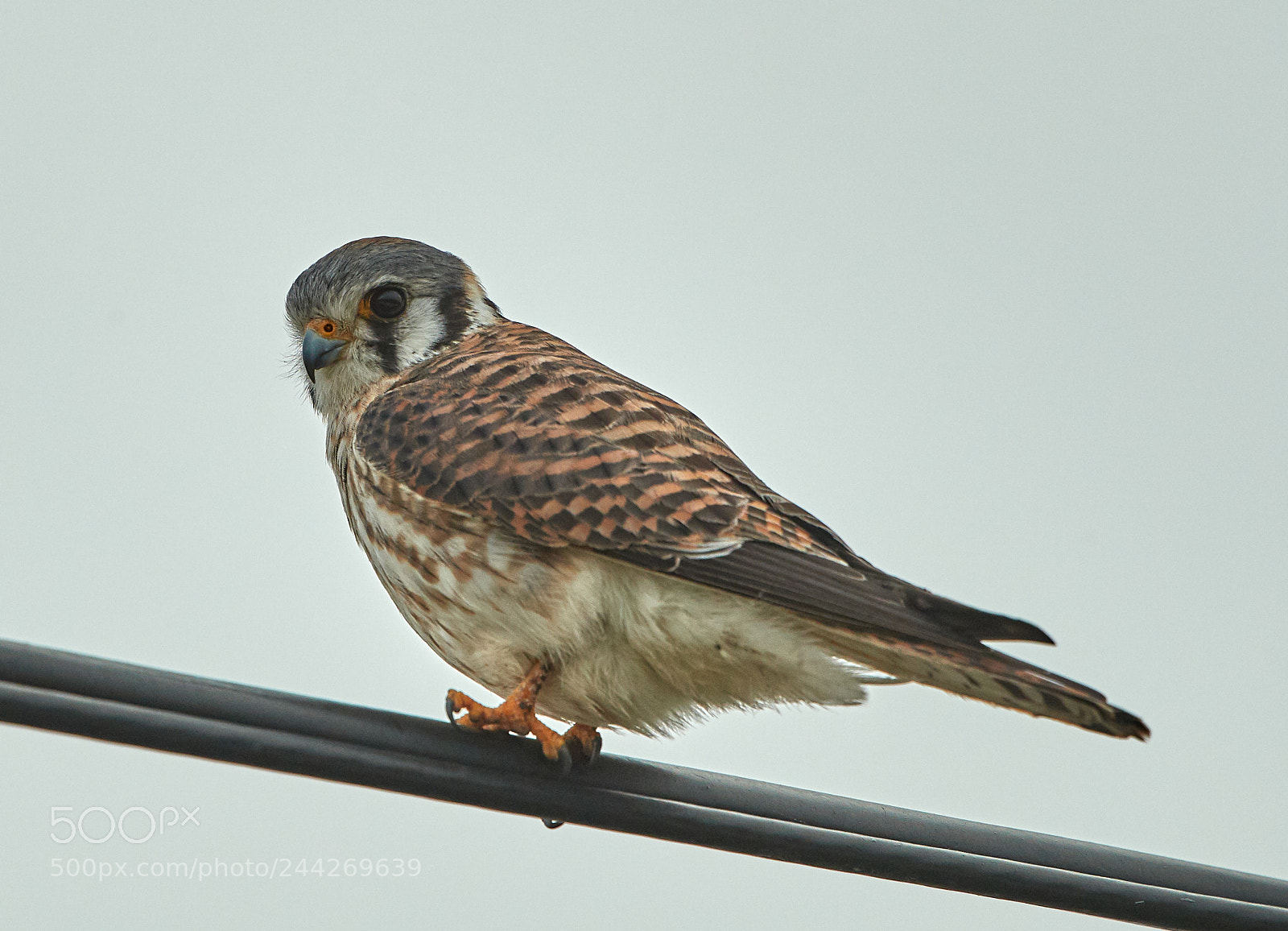Canon EOS-1D X Mark II sample photo. 01-29-18-0001413.jpg photography