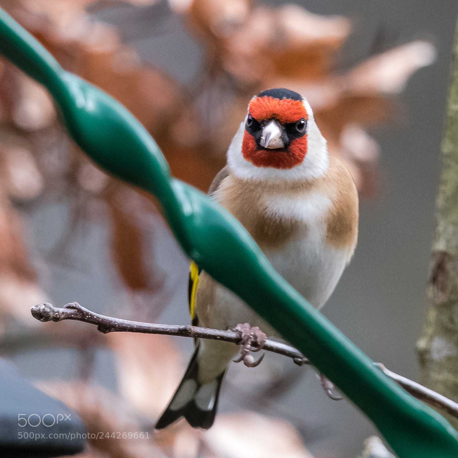 Nikon D850 sample photo. Stern goldfinch! photography