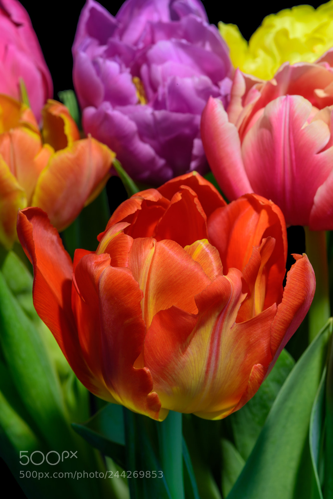 Nikon D810 sample photo. Colors of spring photography