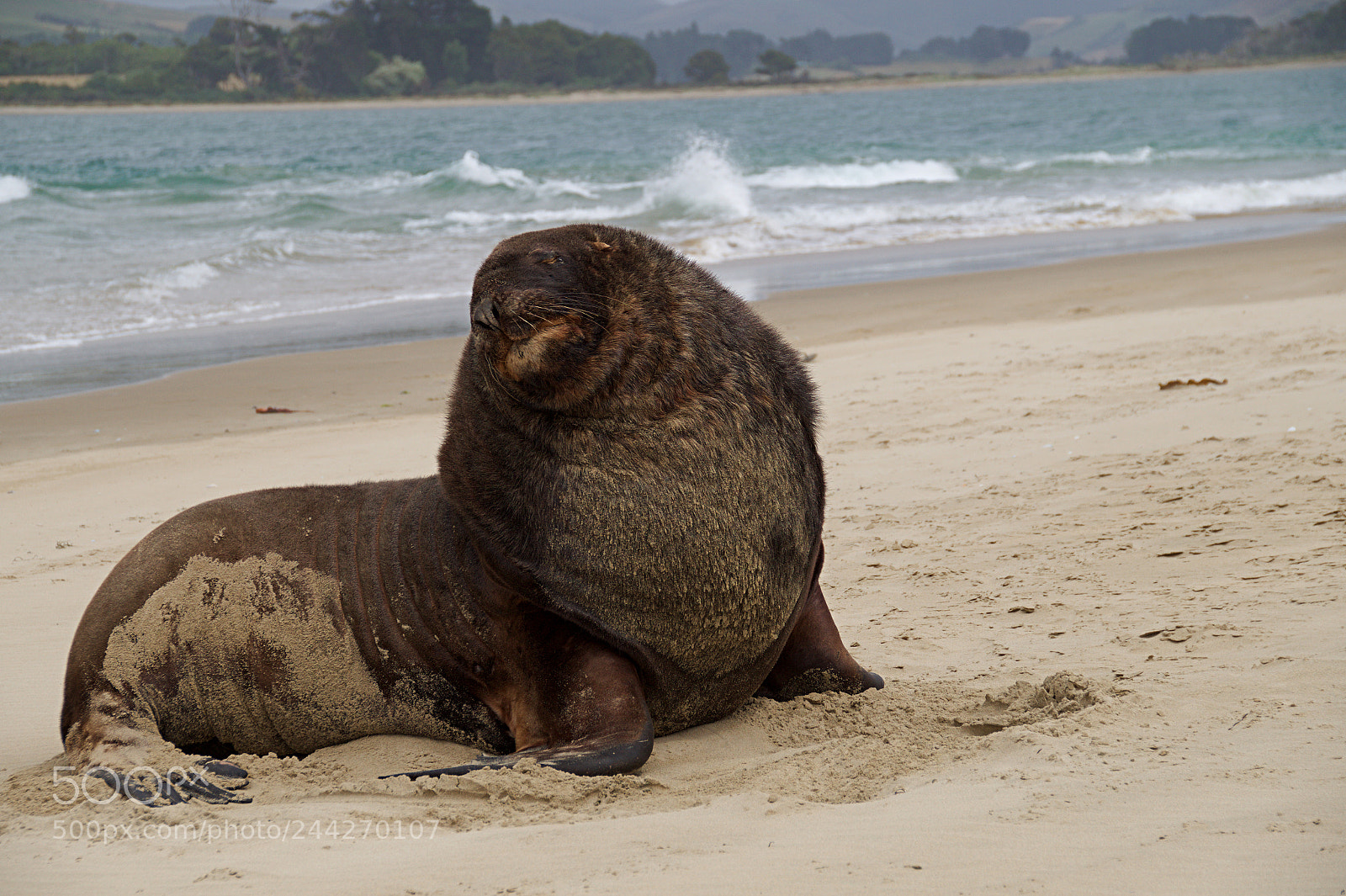 Sony SLT-A58 sample photo. Sea lion photography