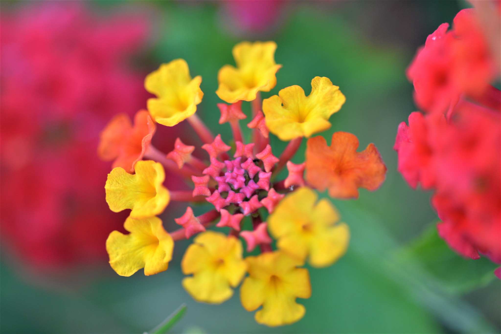 Sigma 105mm F2.8 EX DG OS HSM sample photo