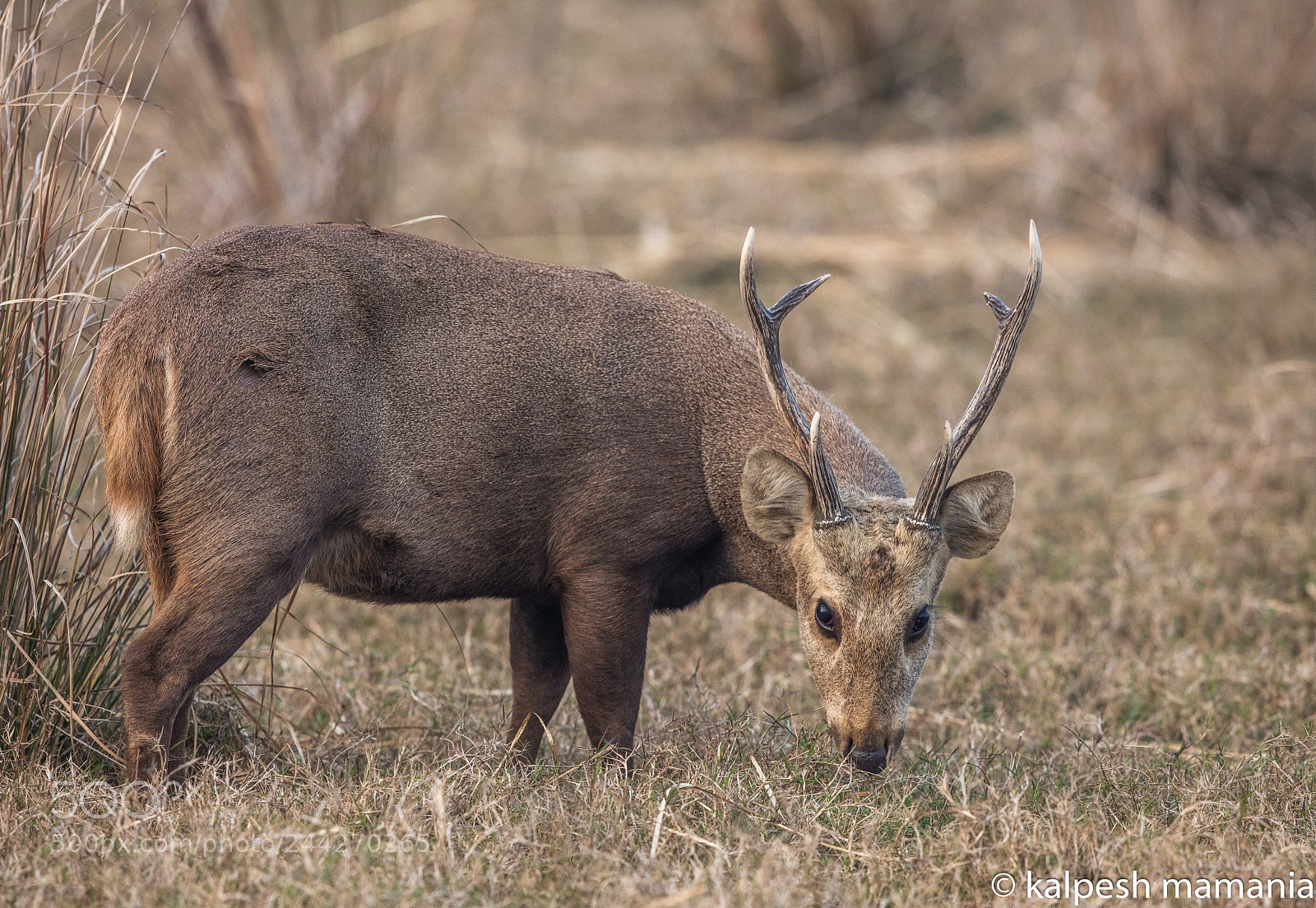 Canon EOS 5DS R sample photo. Hog deer. photography
