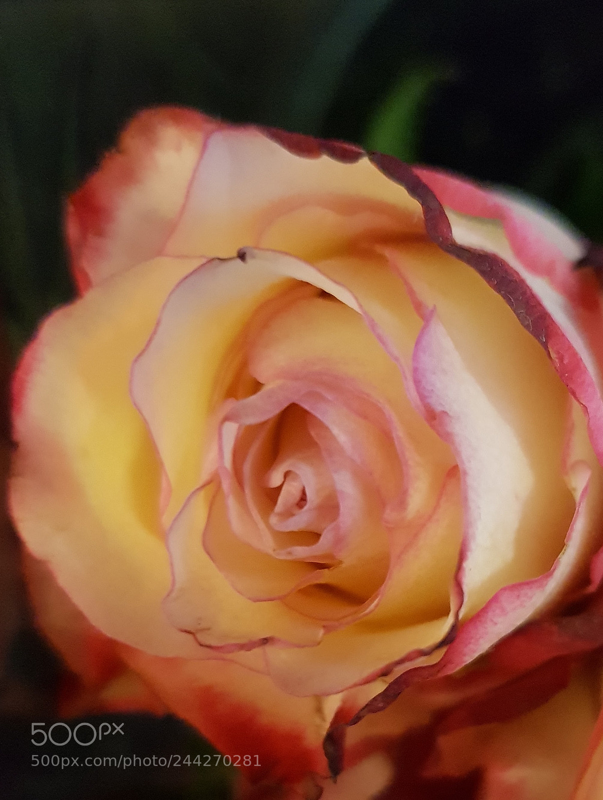 Samsung Galaxy S8 sample photo. A rose photography