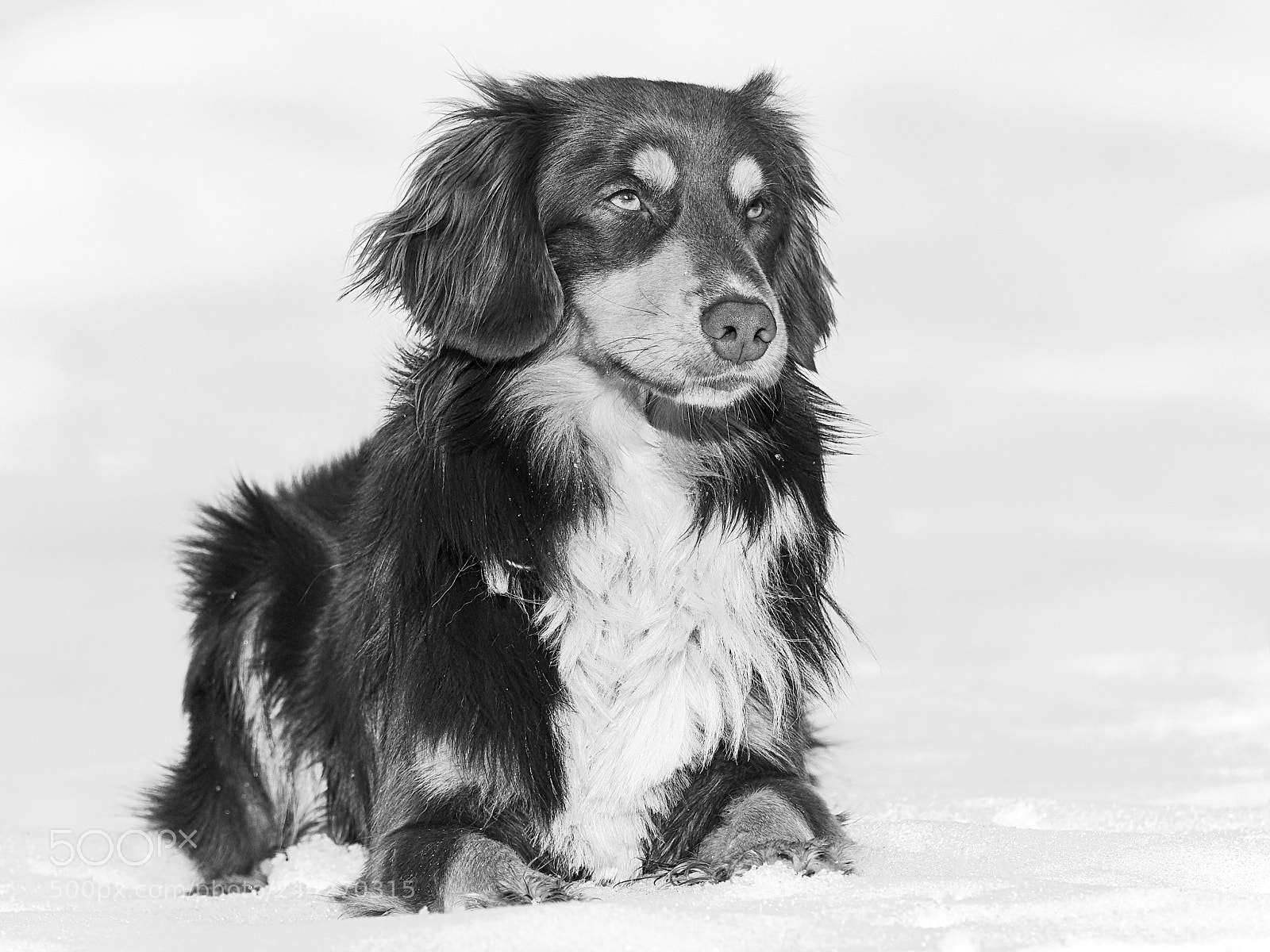 Olympus OM-D E-M1 Mark II sample photo. Buddy in black & white photography