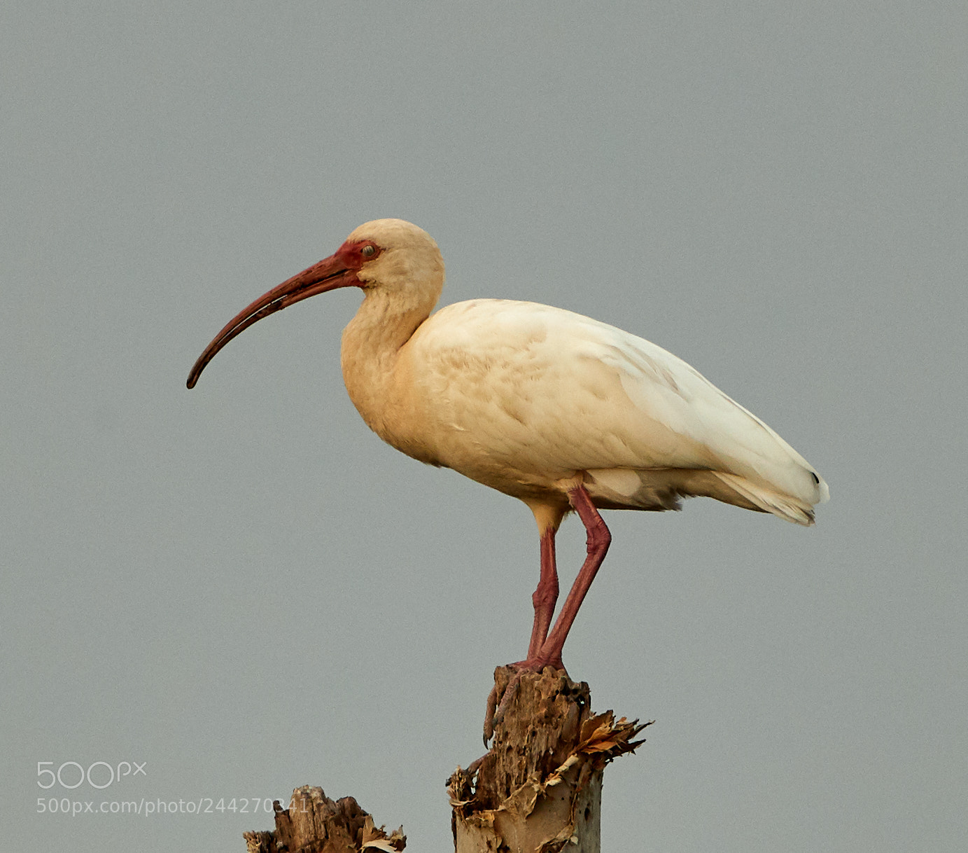 Canon EOS-1D X Mark II sample photo. 01-29-18-0001427.jpg photography