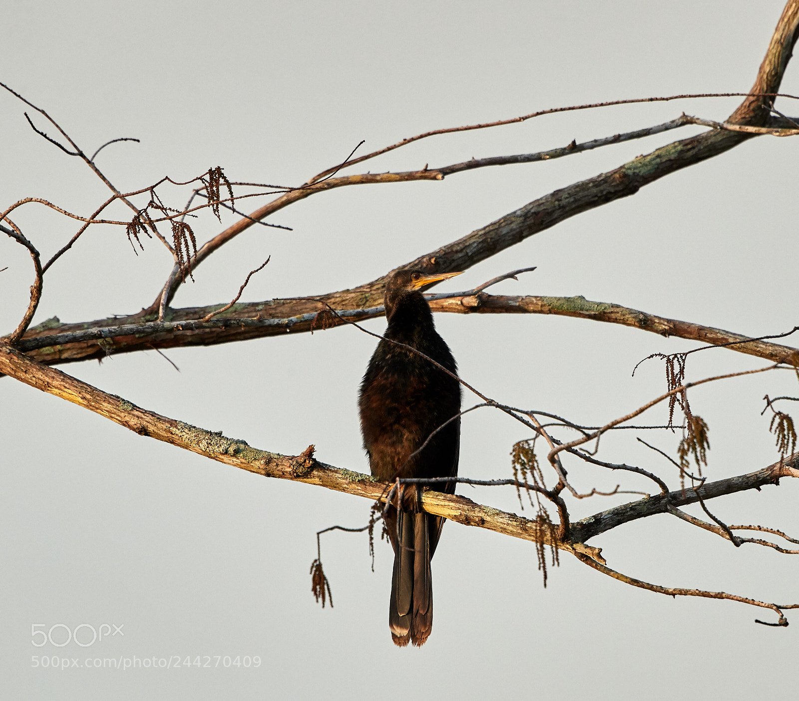 Canon EOS-1D X Mark II sample photo. 01-29-18-0001433.jpg photography