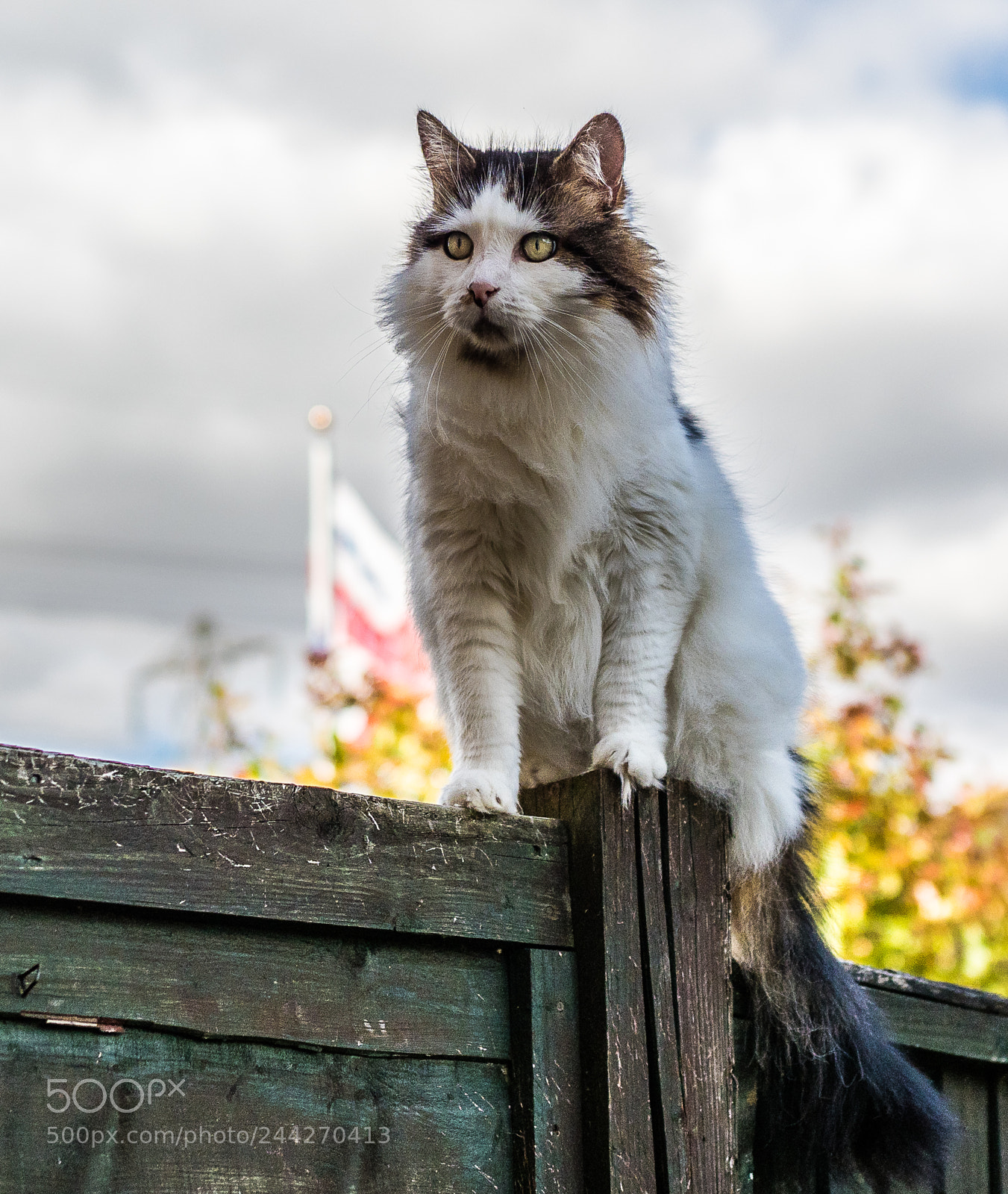 Olympus OM-D E-M1 Mark II sample photo. Tilly the 3-legged cat photography