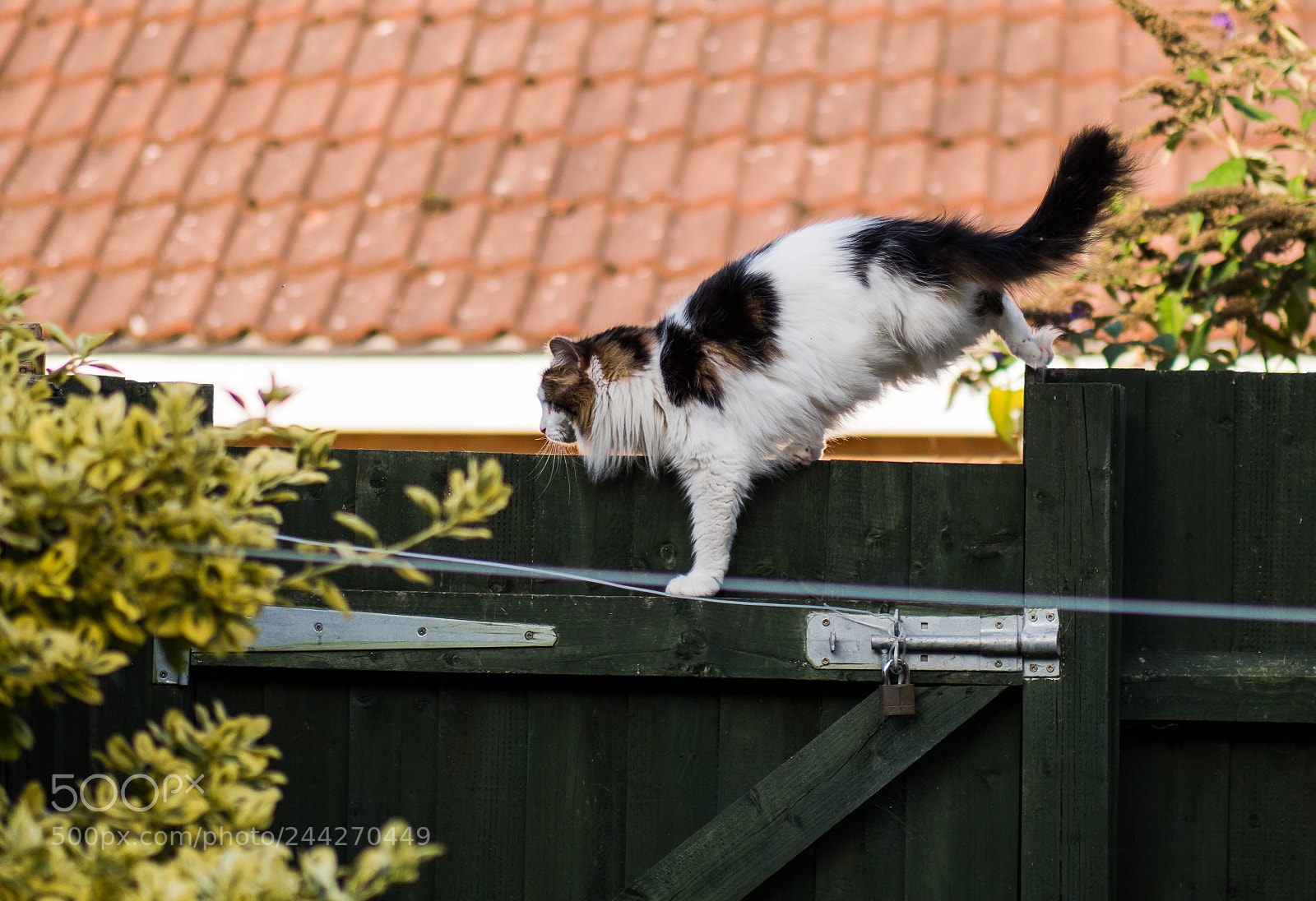 Olympus OM-D E-M1 Mark II sample photo. Tilly the 3-legged cat photography