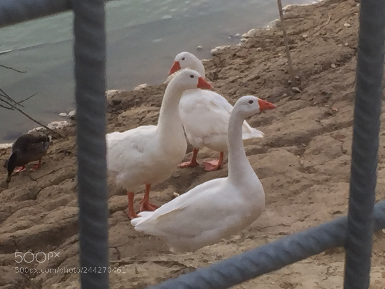Apple iPhone 6 sample photo. Untitled photography