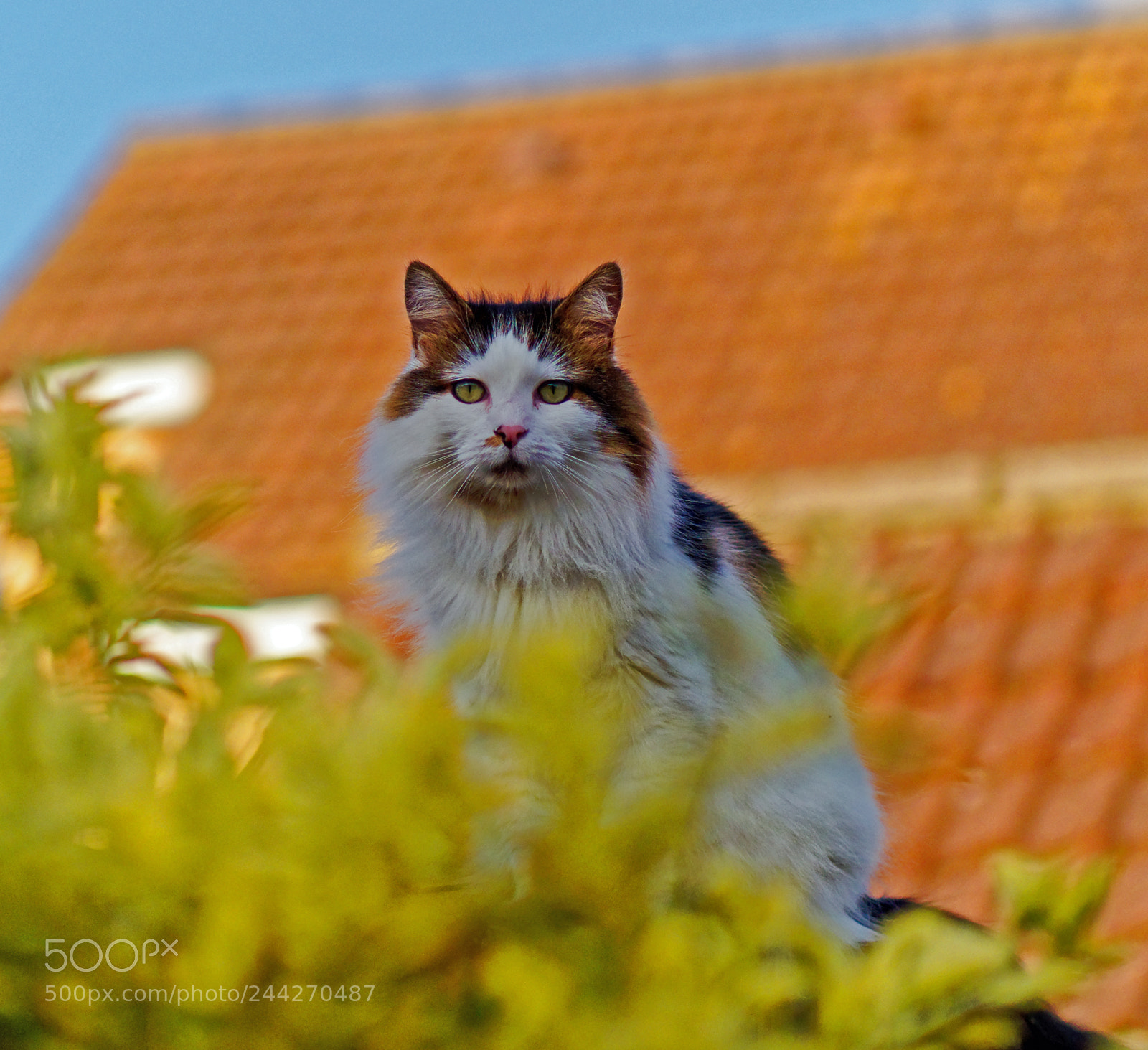 Olympus OM-D E-M1 Mark II sample photo. Tilly the 3-legged cat photography