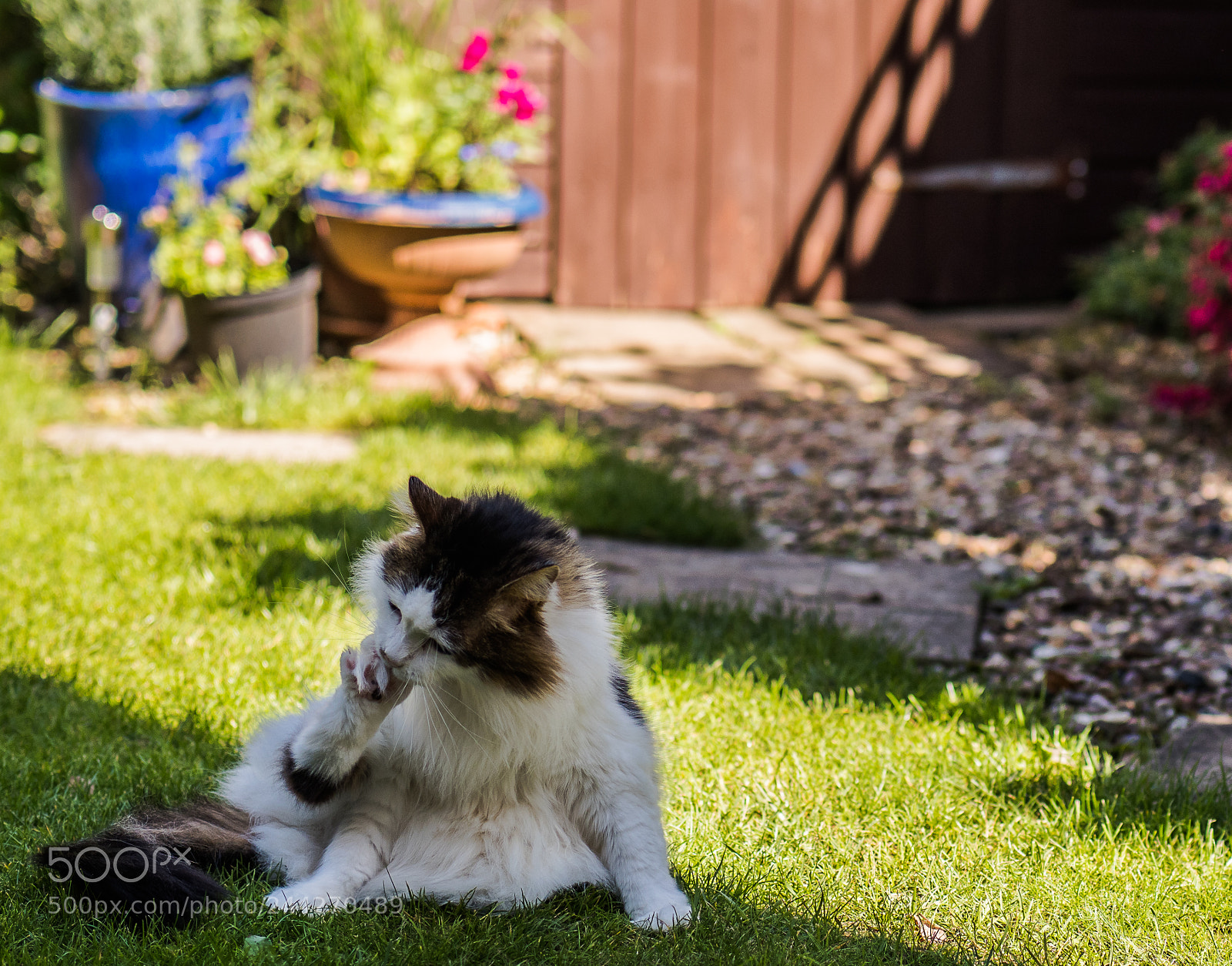 Olympus OM-D E-M1 Mark II sample photo. Tilly the 3-legged cat photography