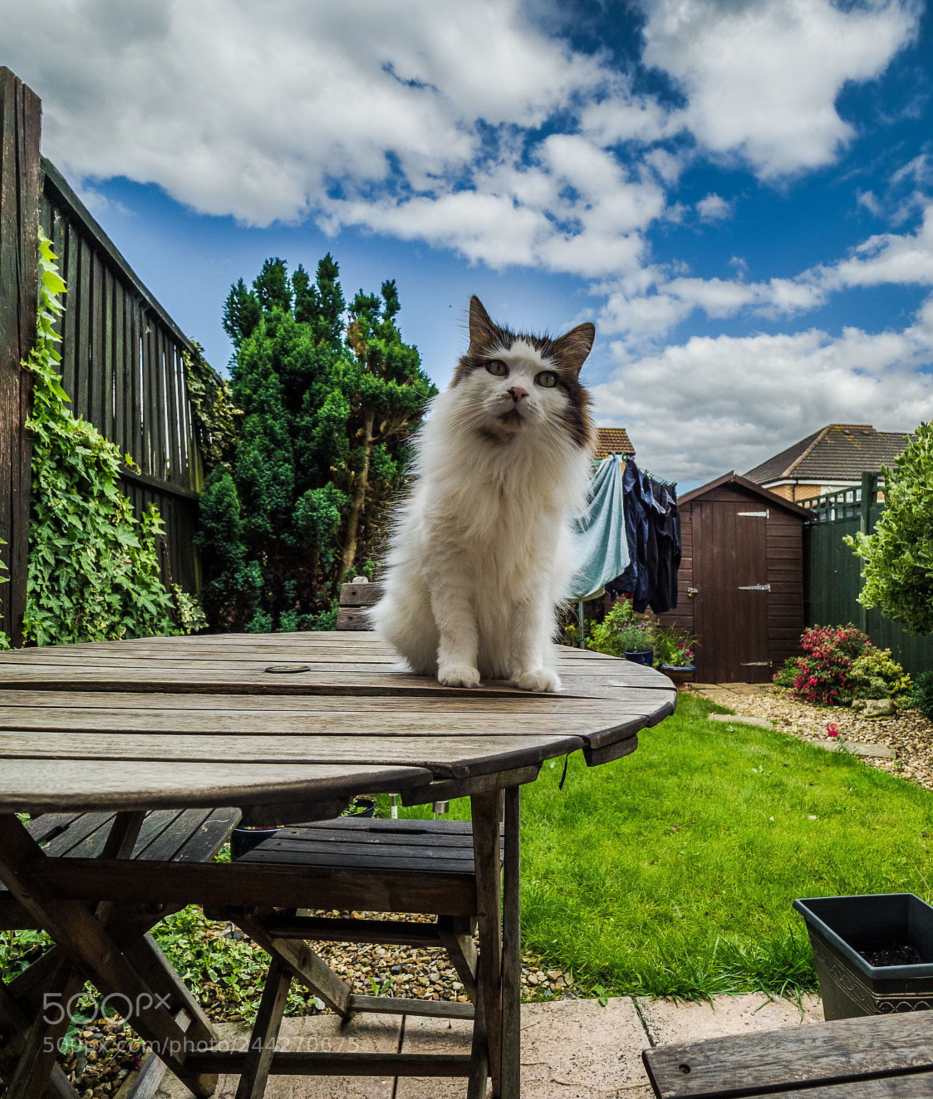 Olympus OM-D E-M1 Mark II sample photo. Tilly the 3-legged cat photography