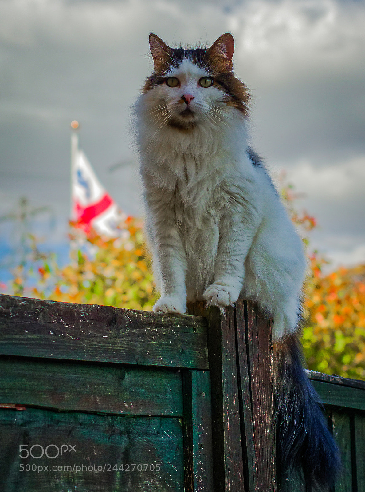 Olympus OM-D E-M1 Mark II sample photo. Tilly the 3-legged cat photography