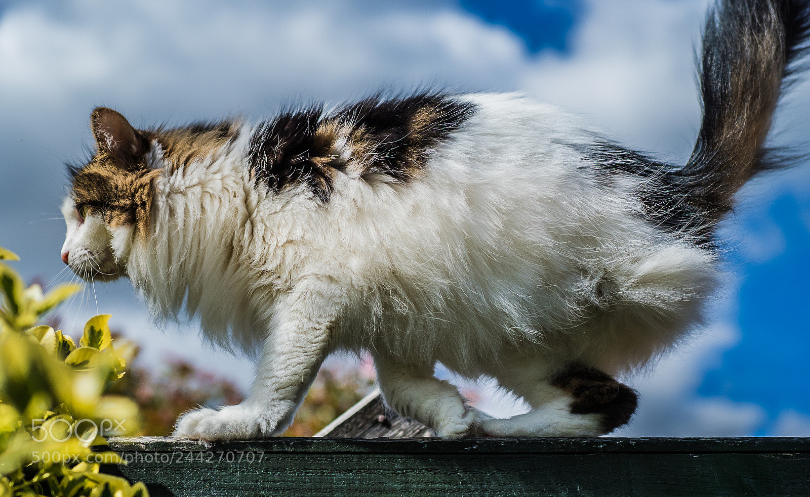 Olympus OM-D E-M1 Mark II sample photo. Tilly the 3-legged cat photography